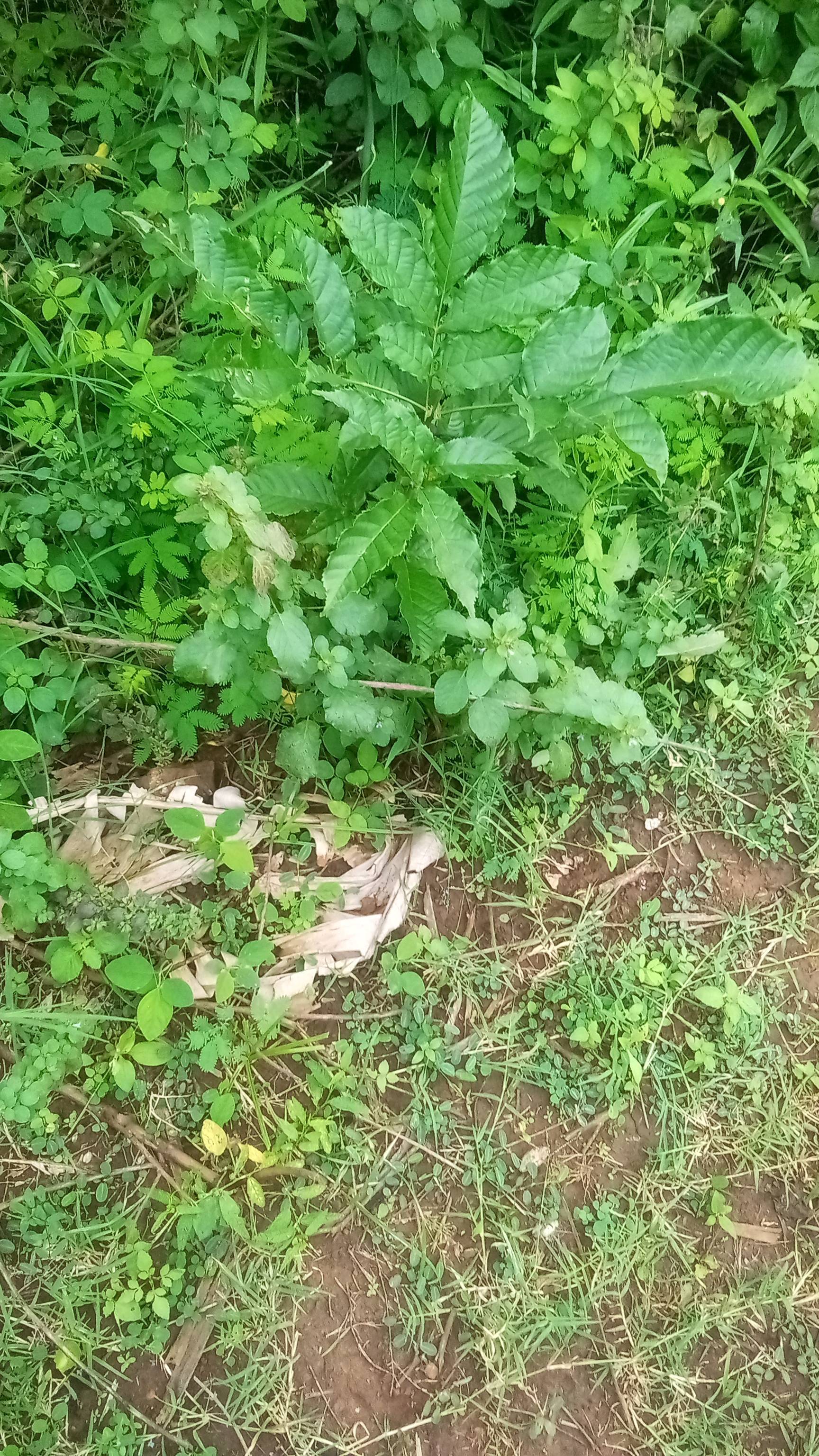 tree