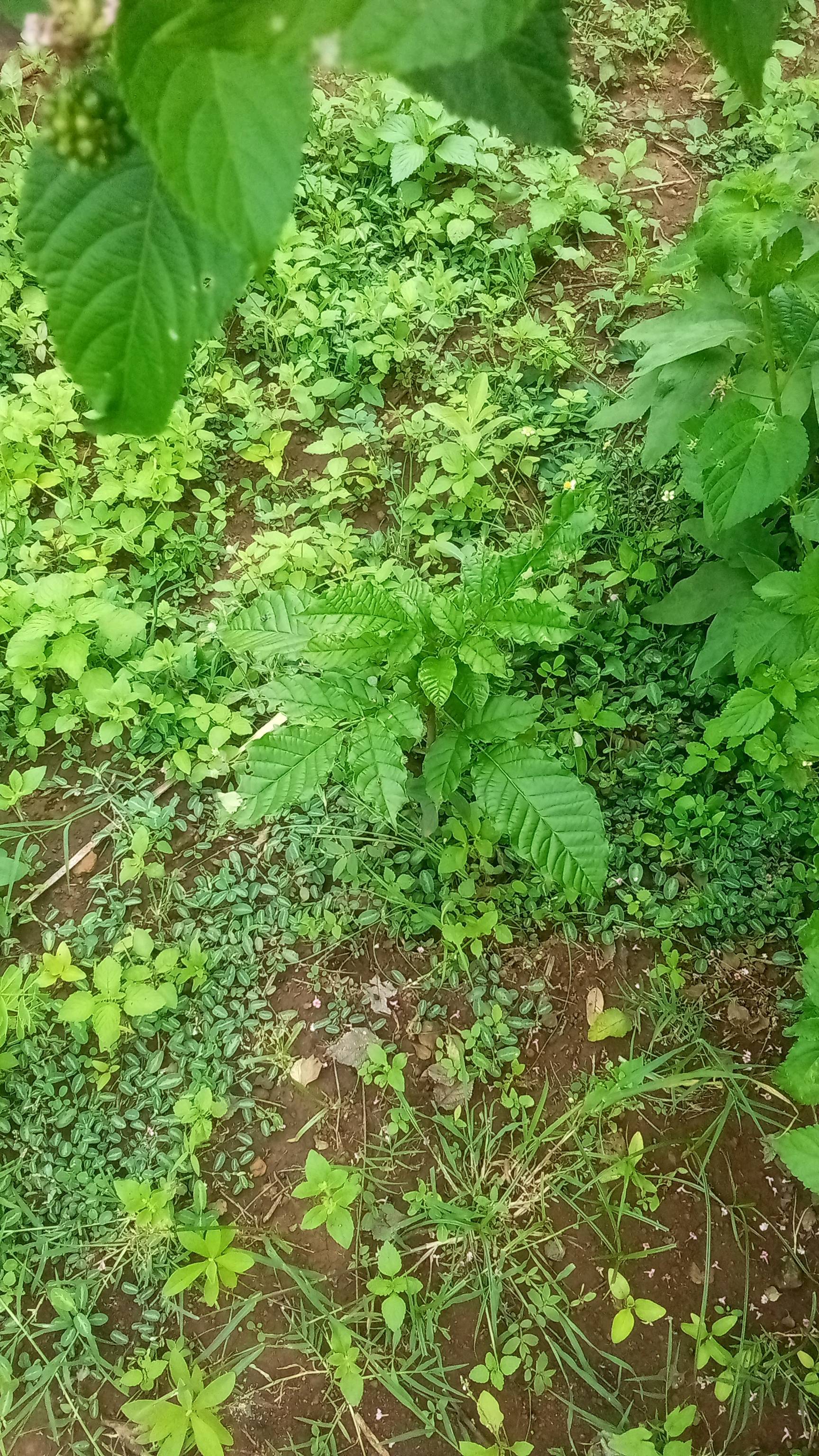 tree