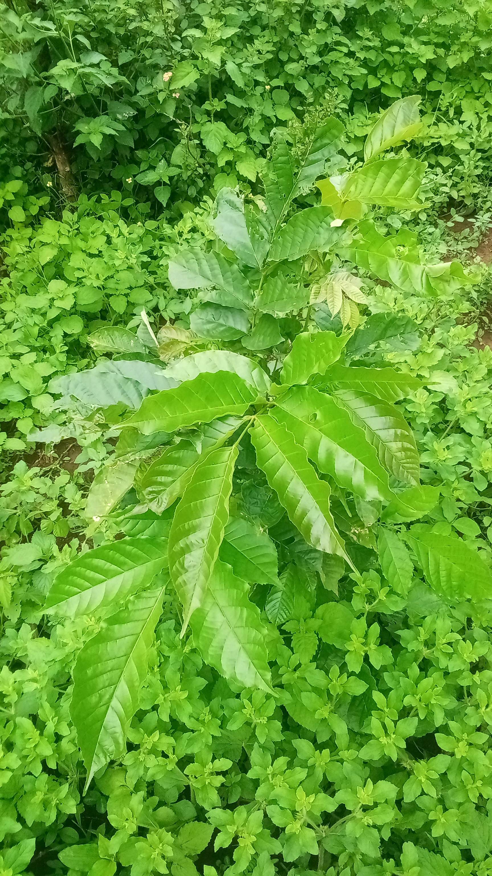 tree