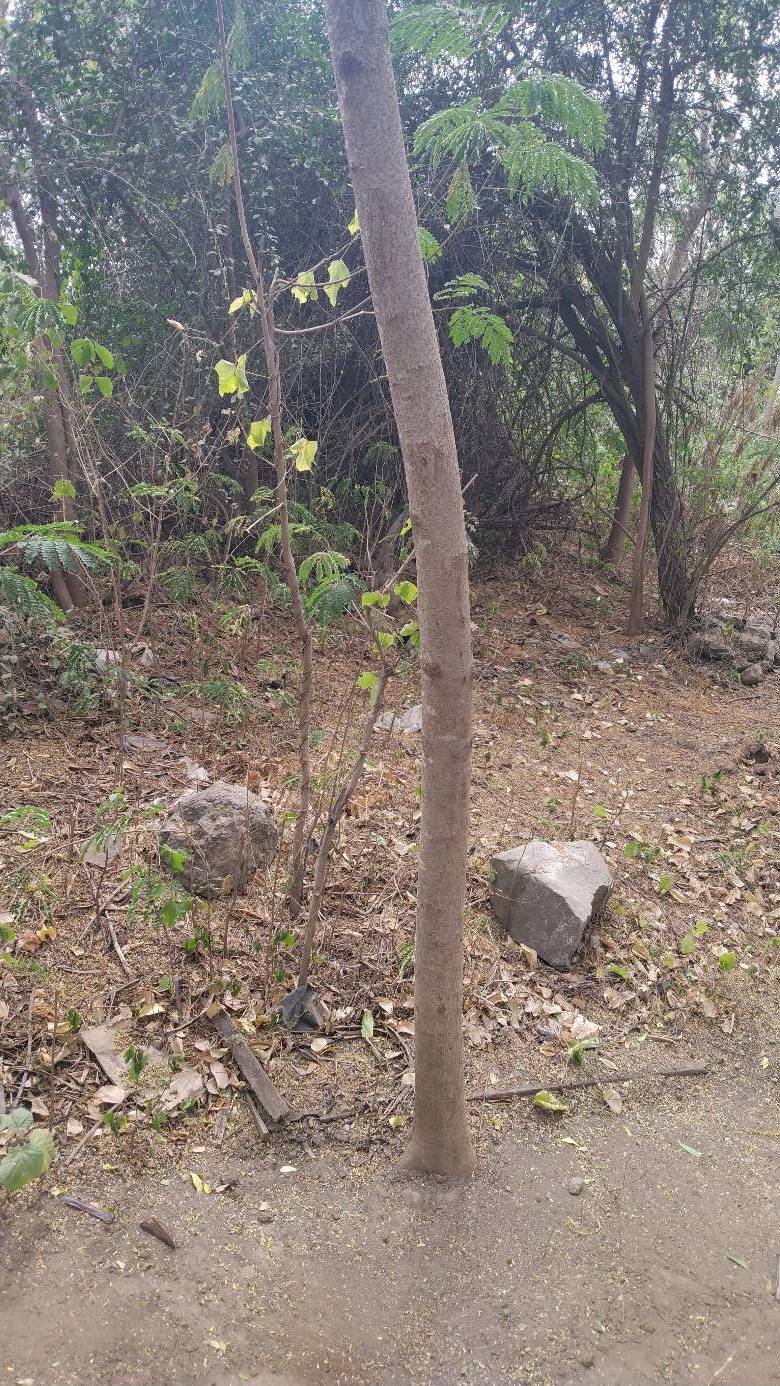 tree