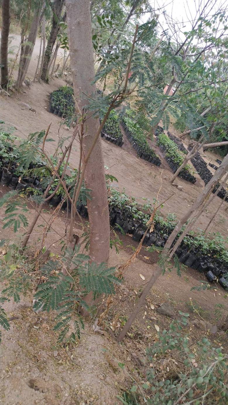 tree