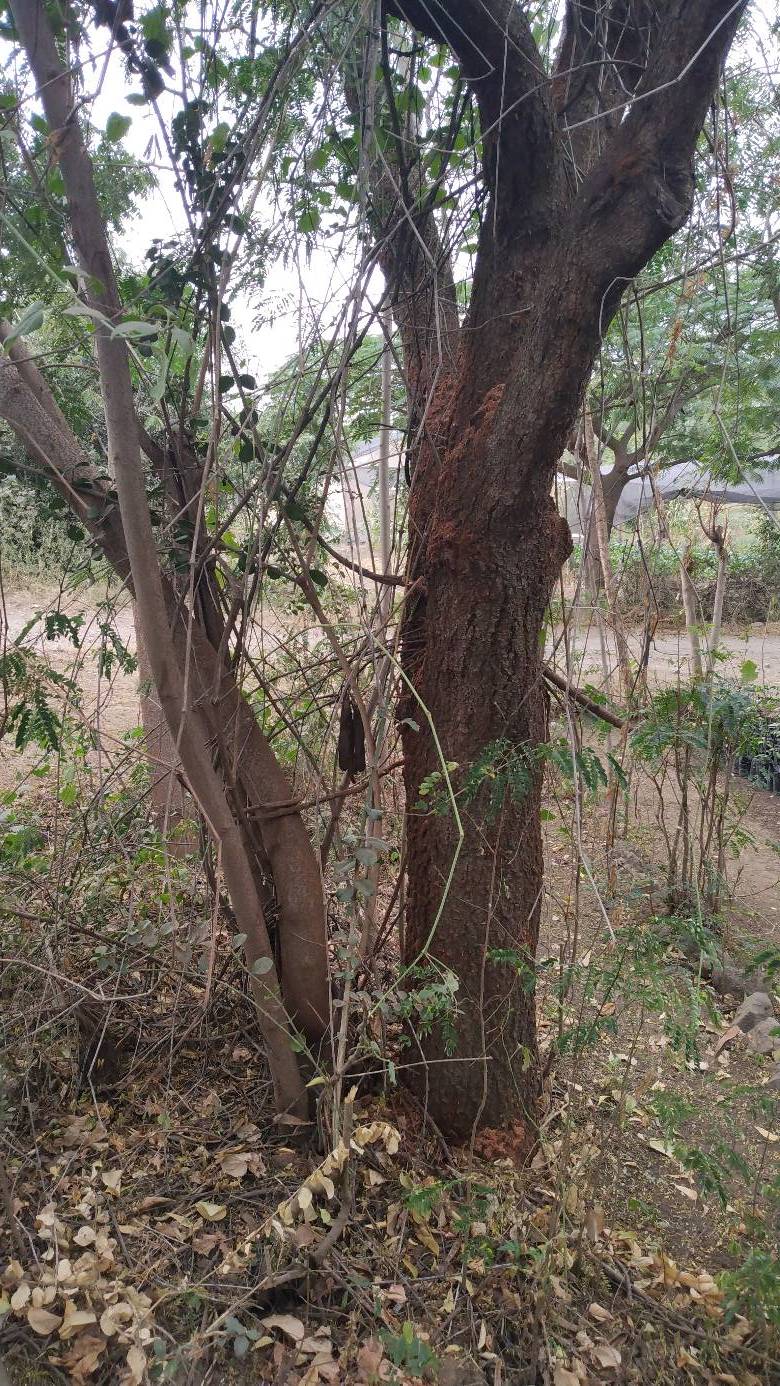 tree