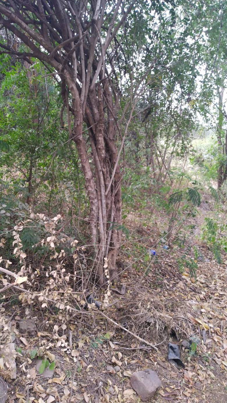 tree