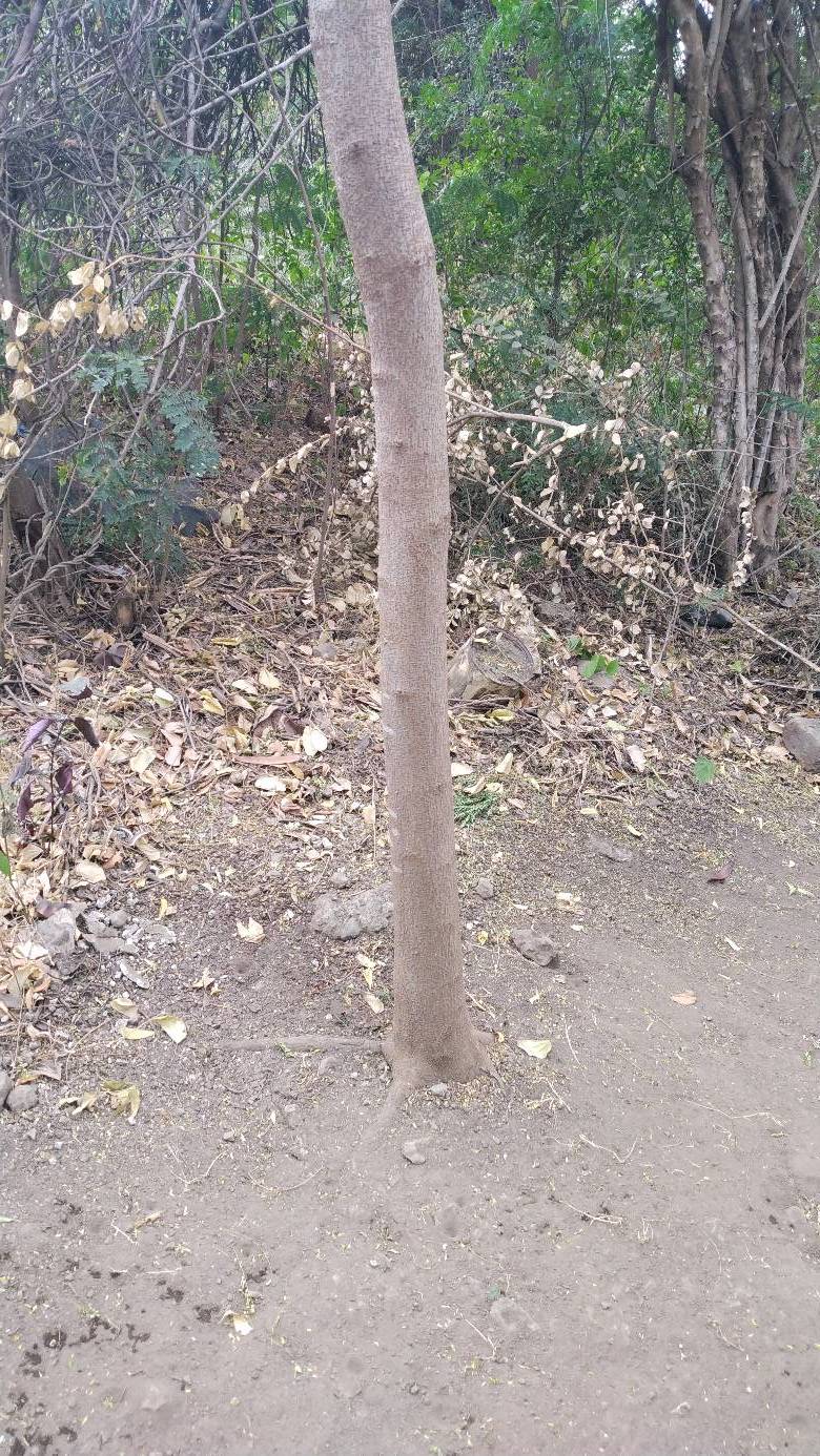 tree