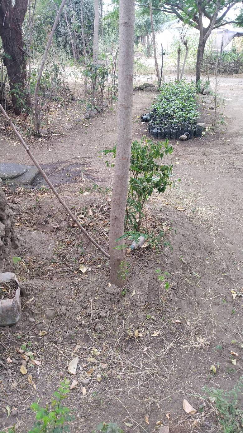 tree