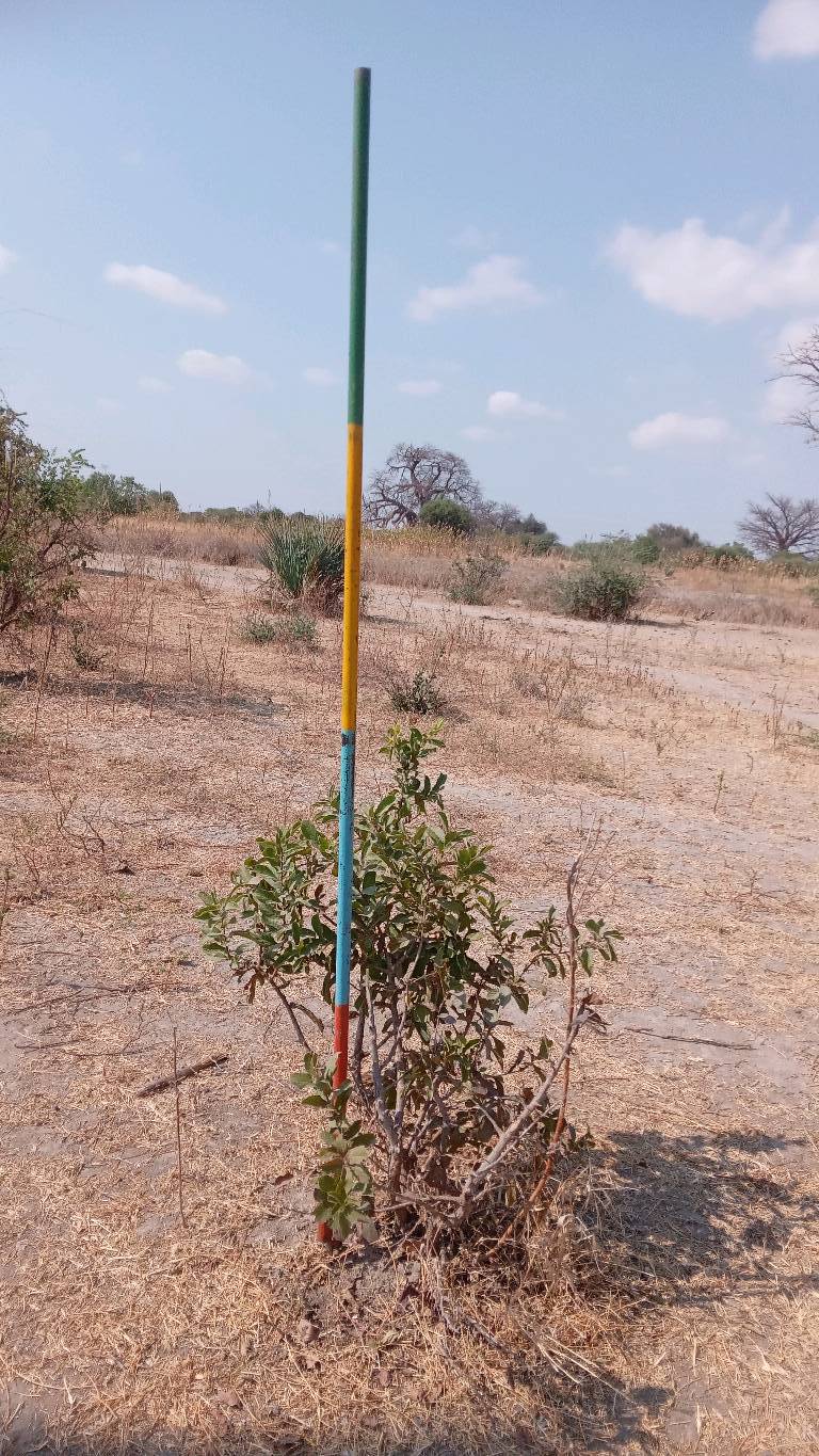 tree