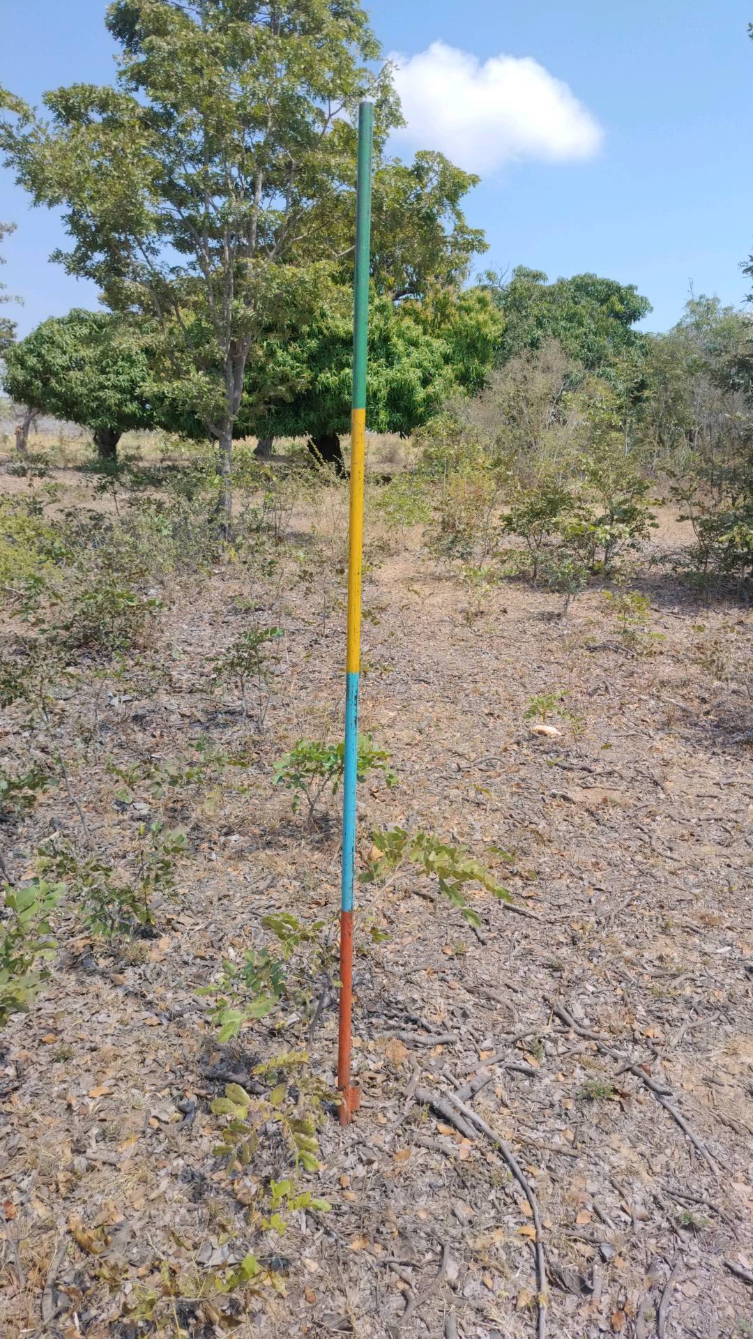 tree
