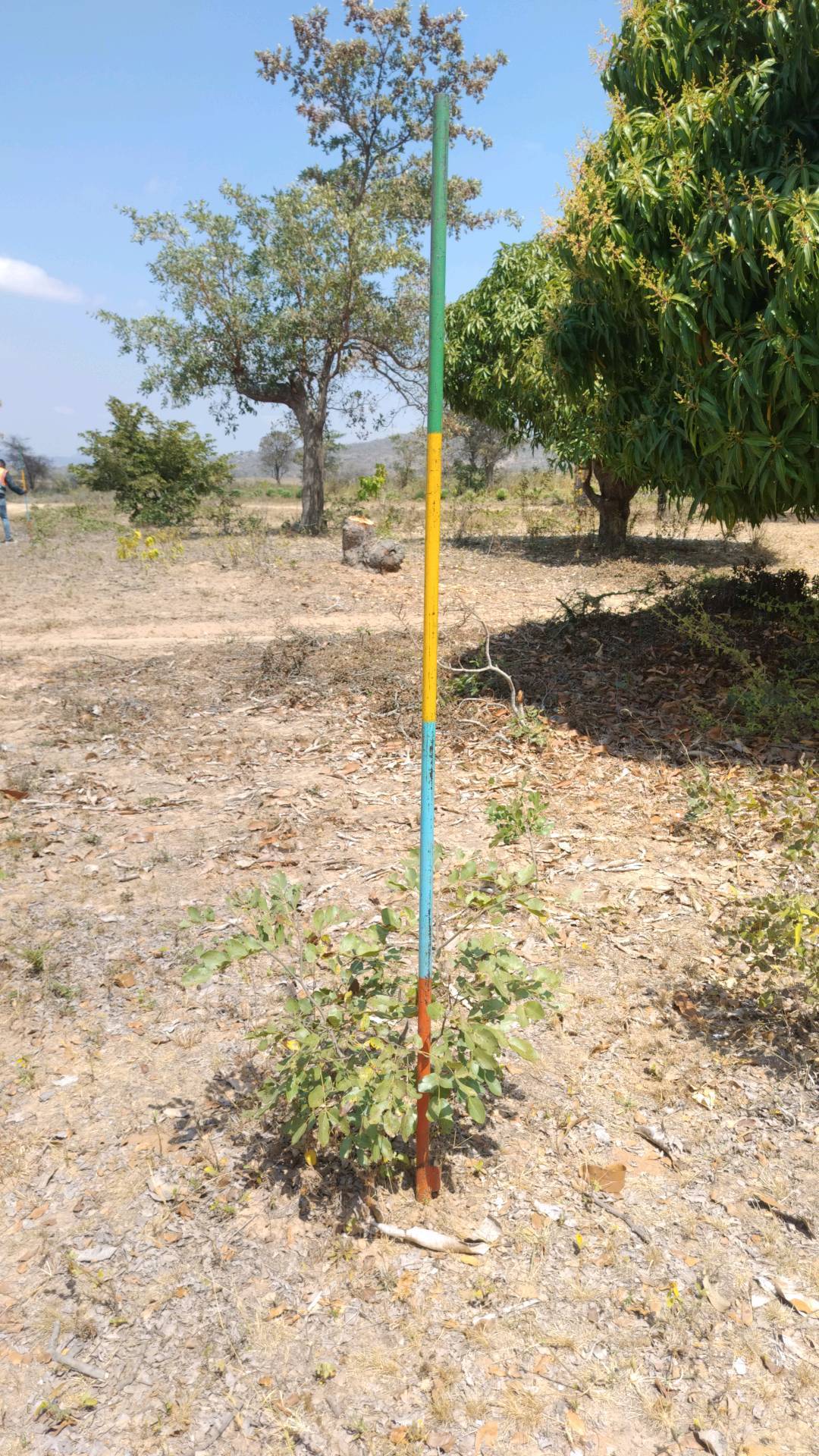 tree