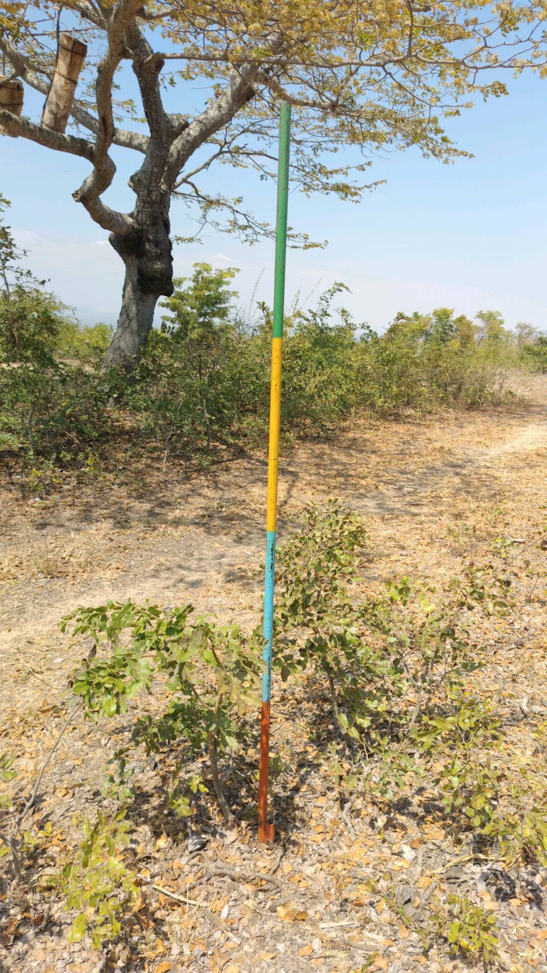 tree