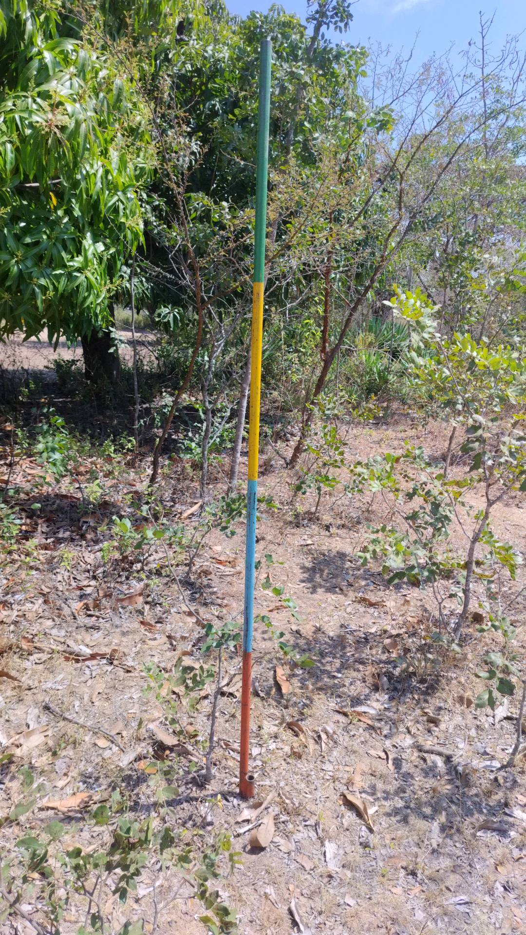 tree