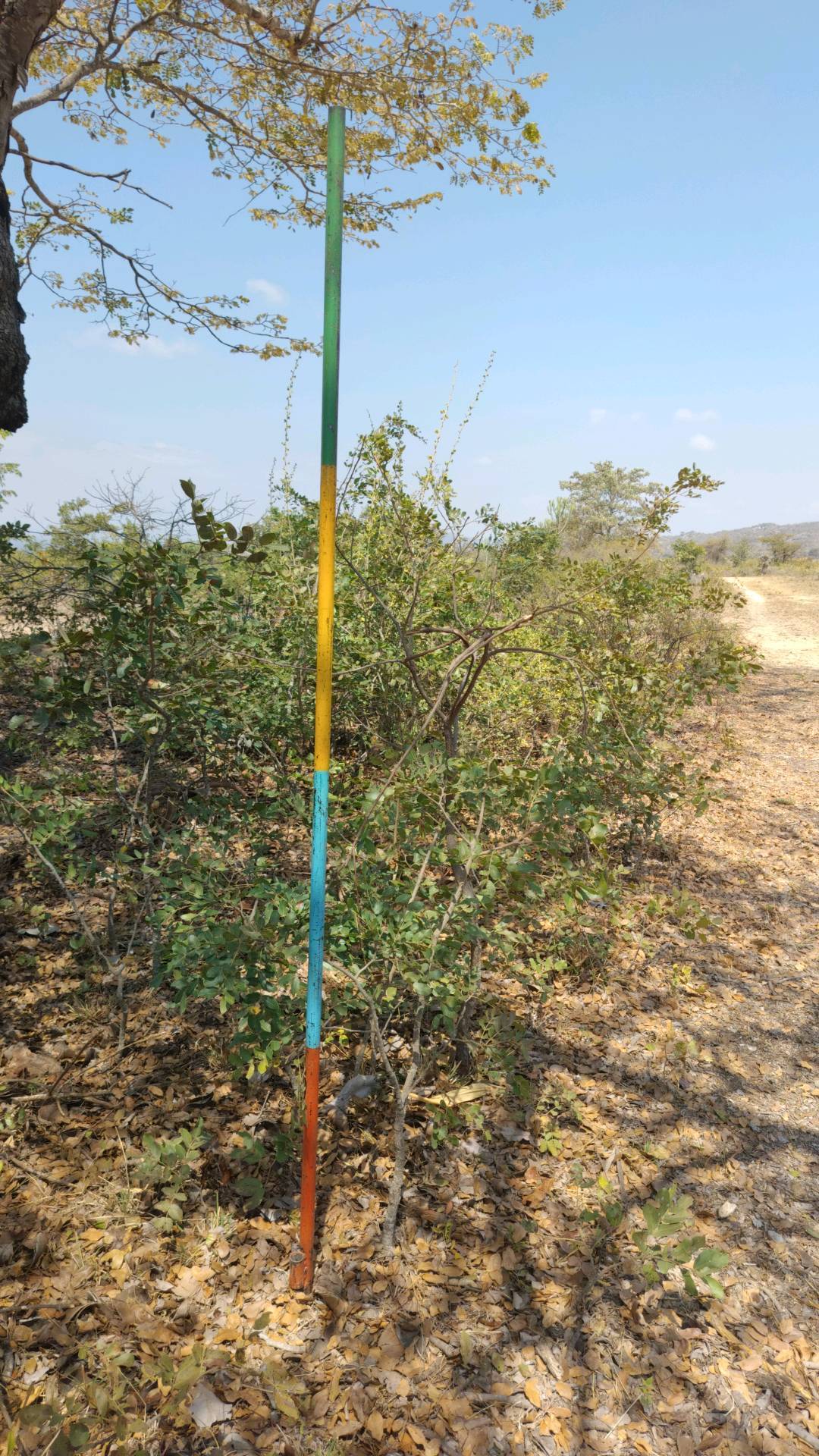 tree