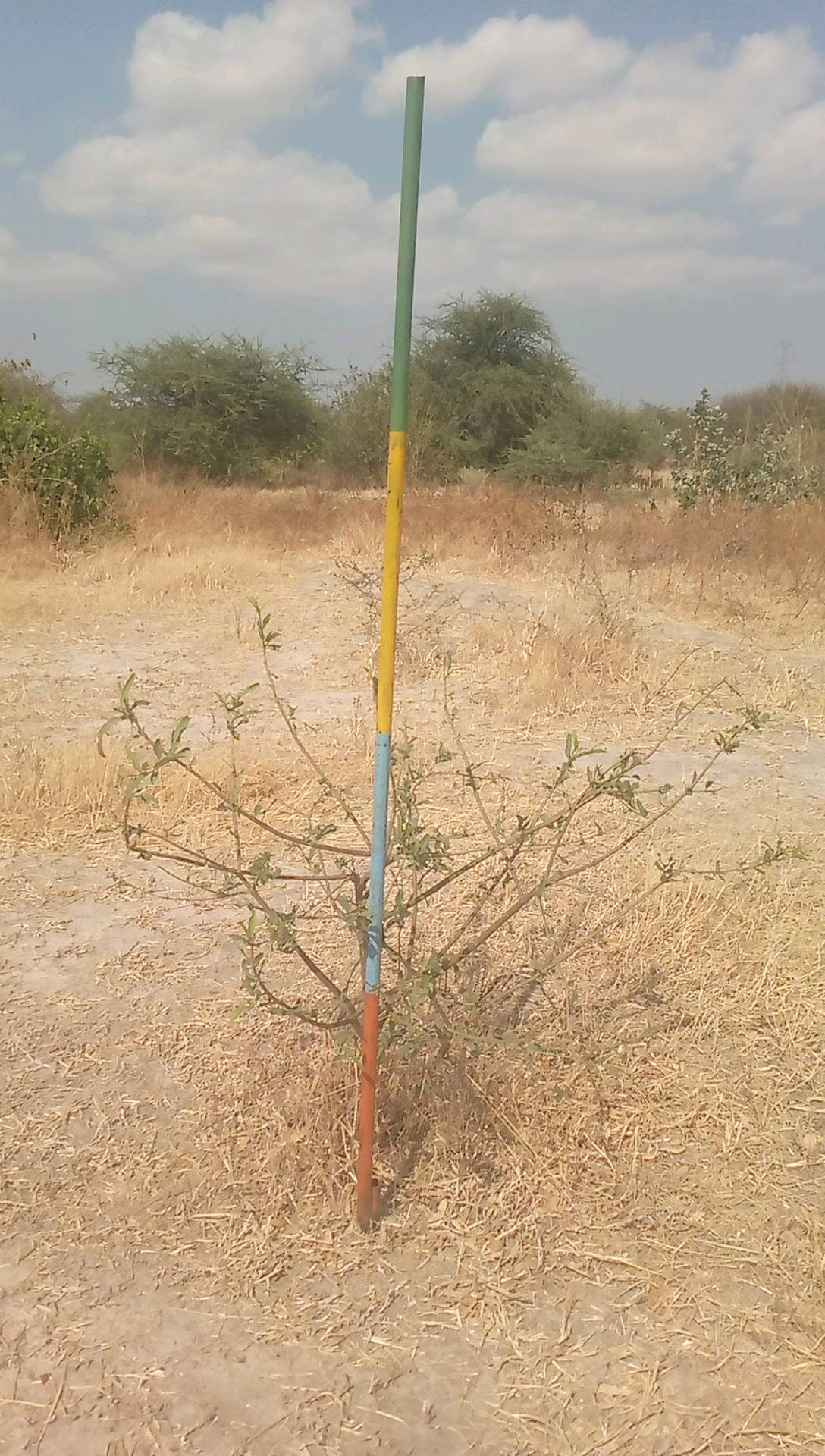 tree