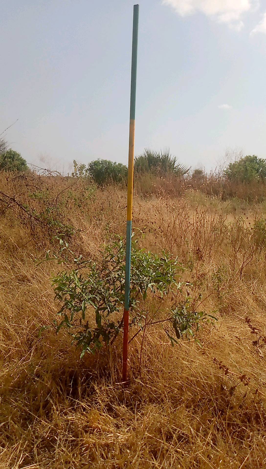 tree