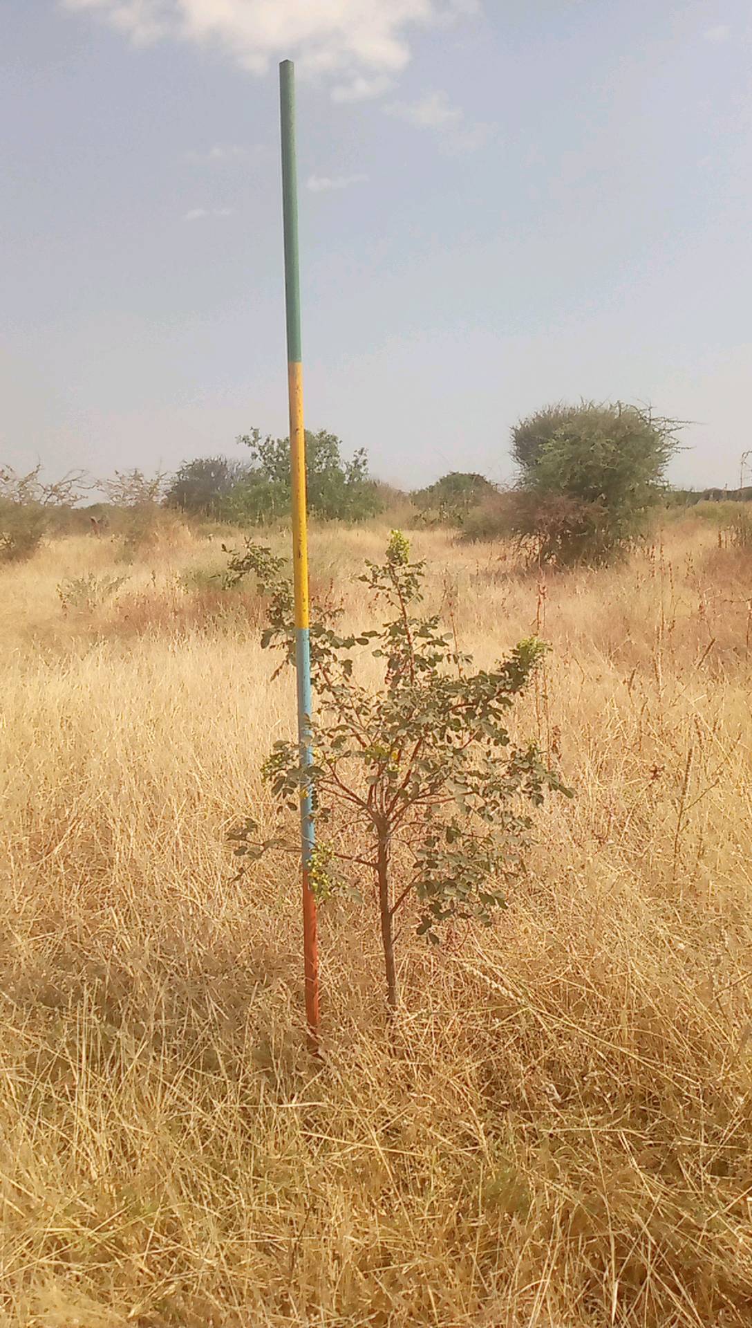 tree