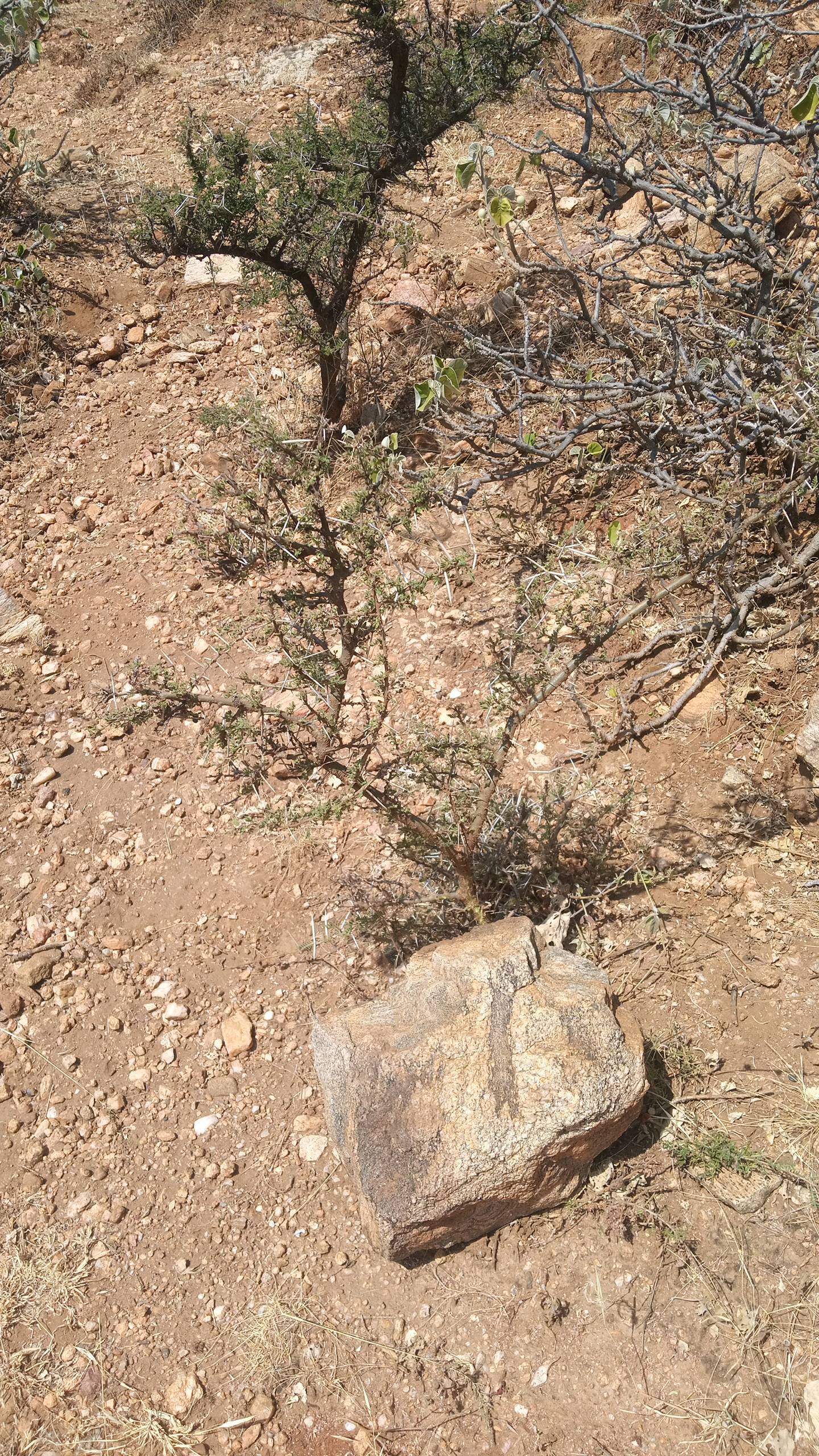 tree