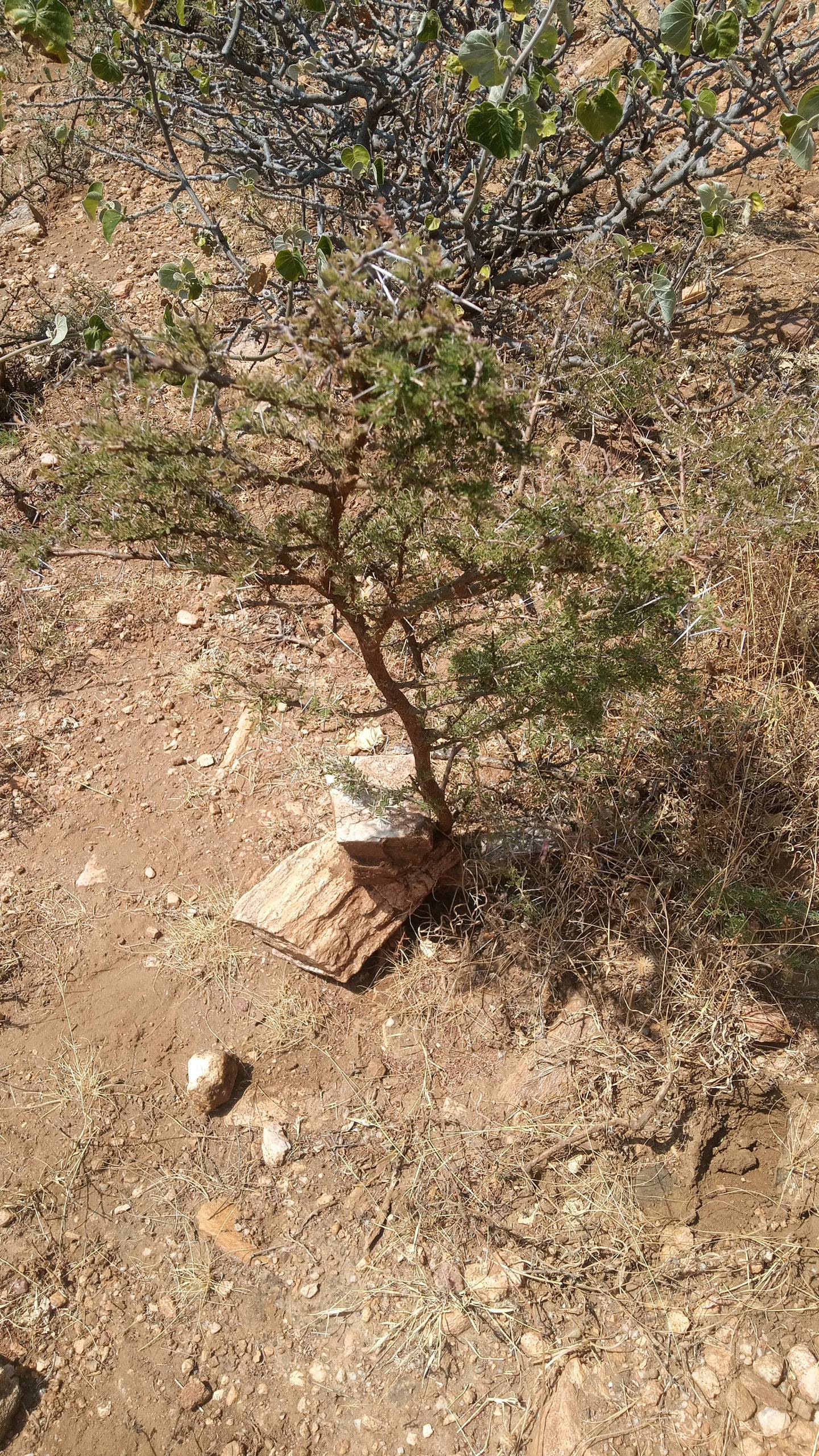 tree