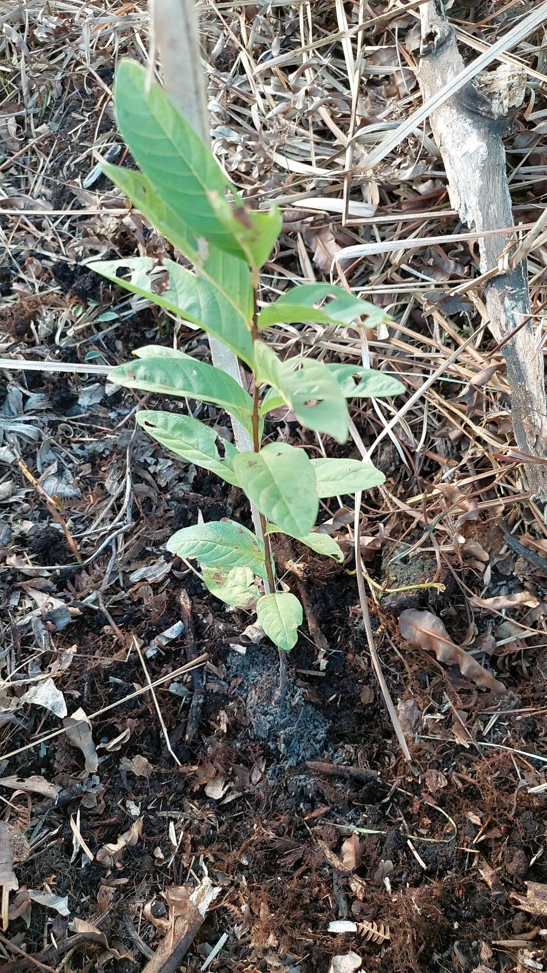 tree