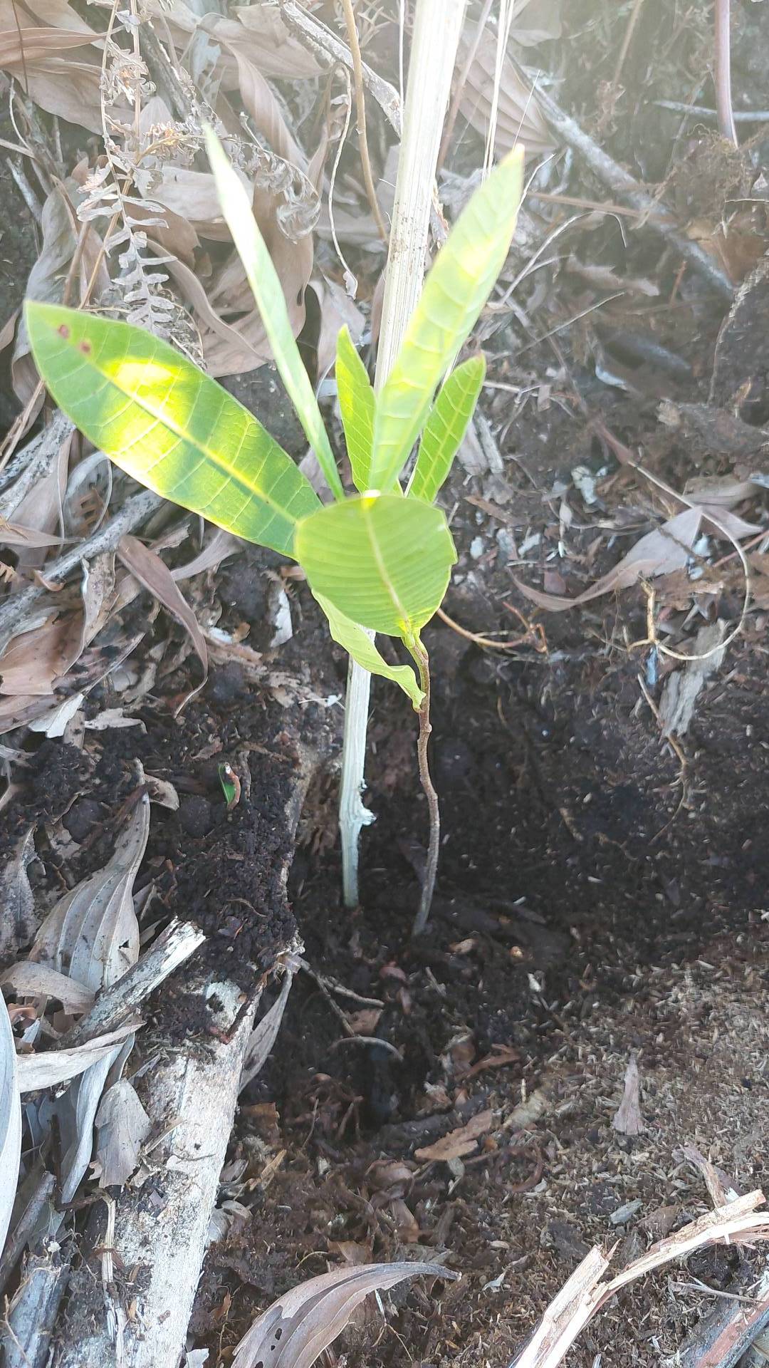 tree