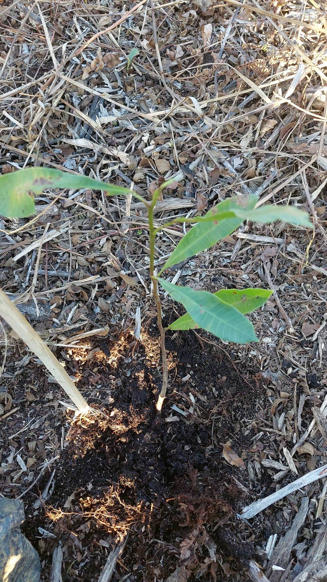 tree