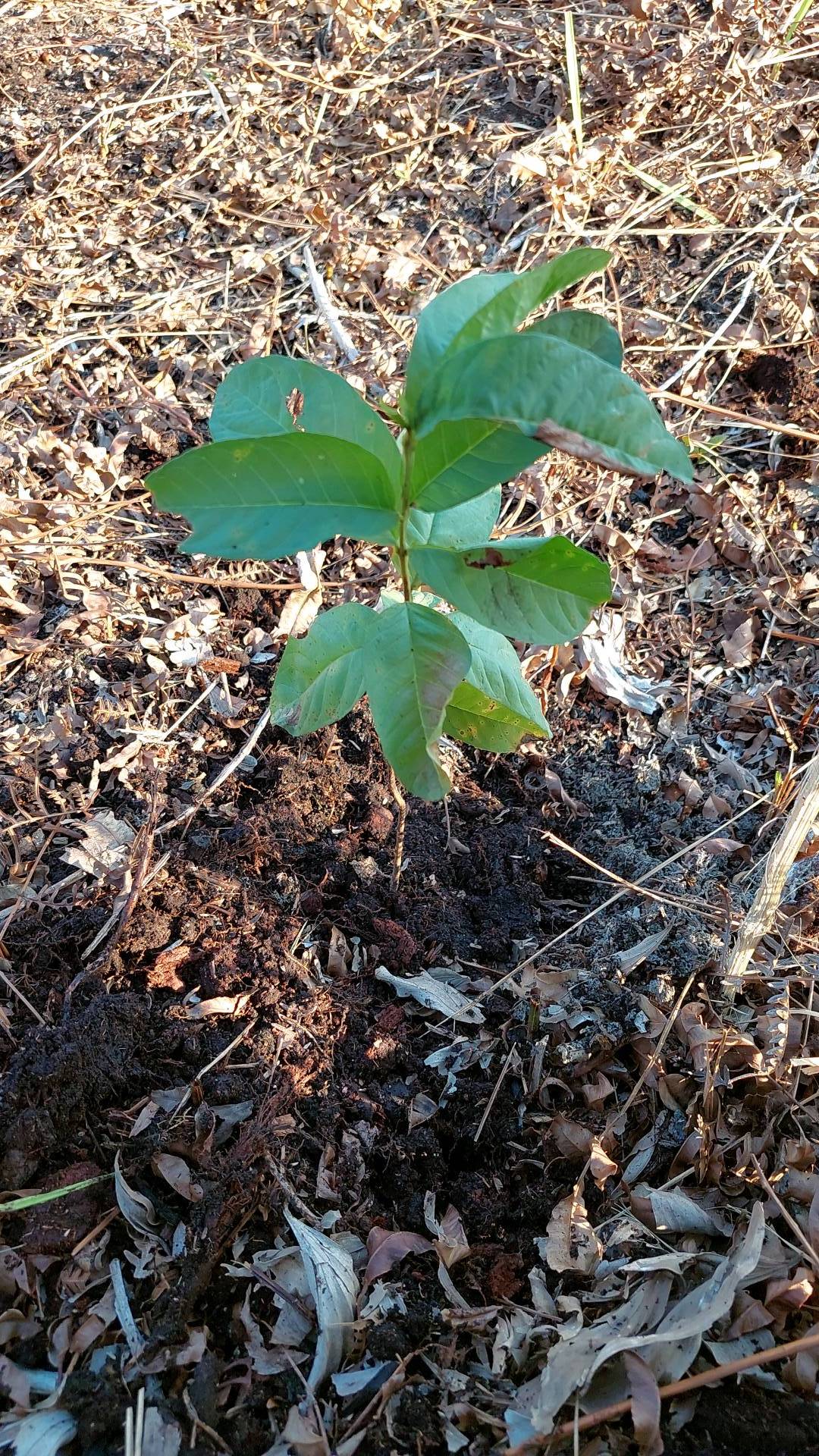 tree