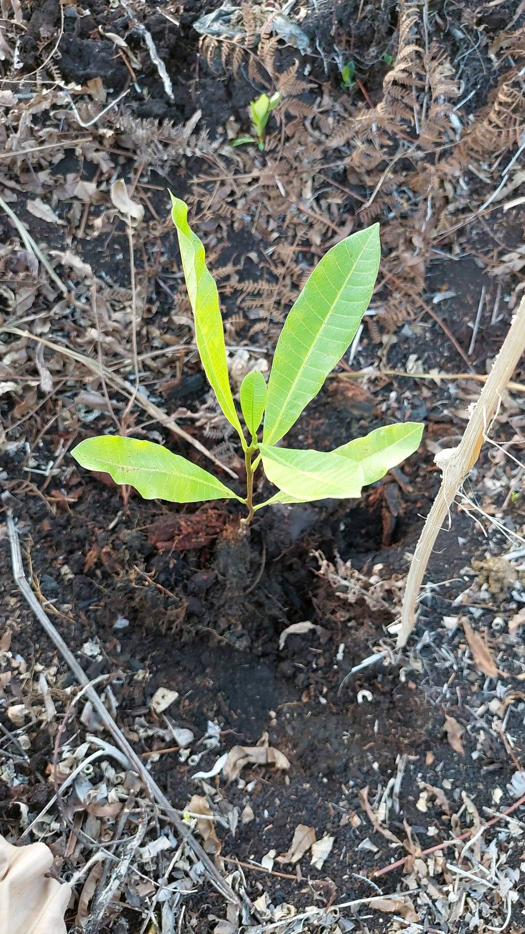 tree