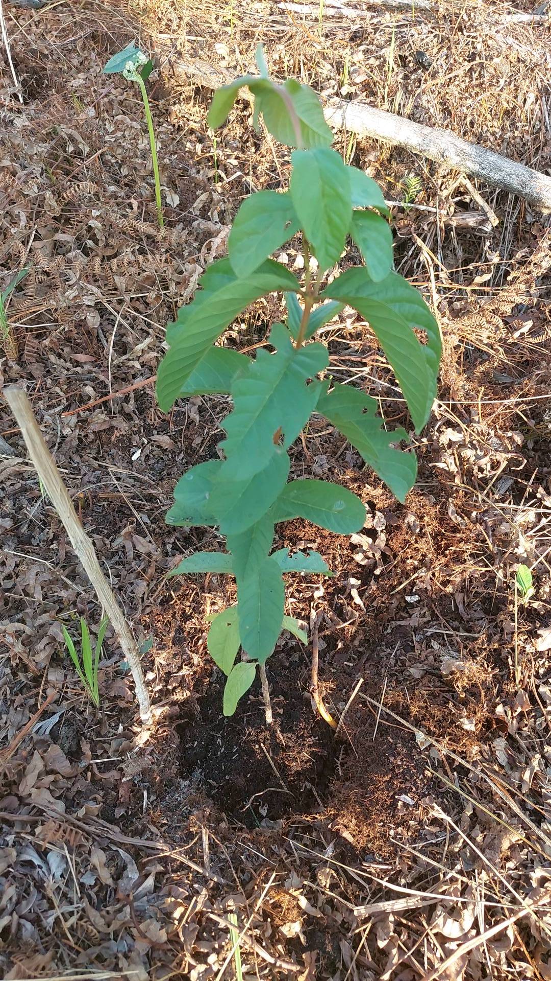 tree