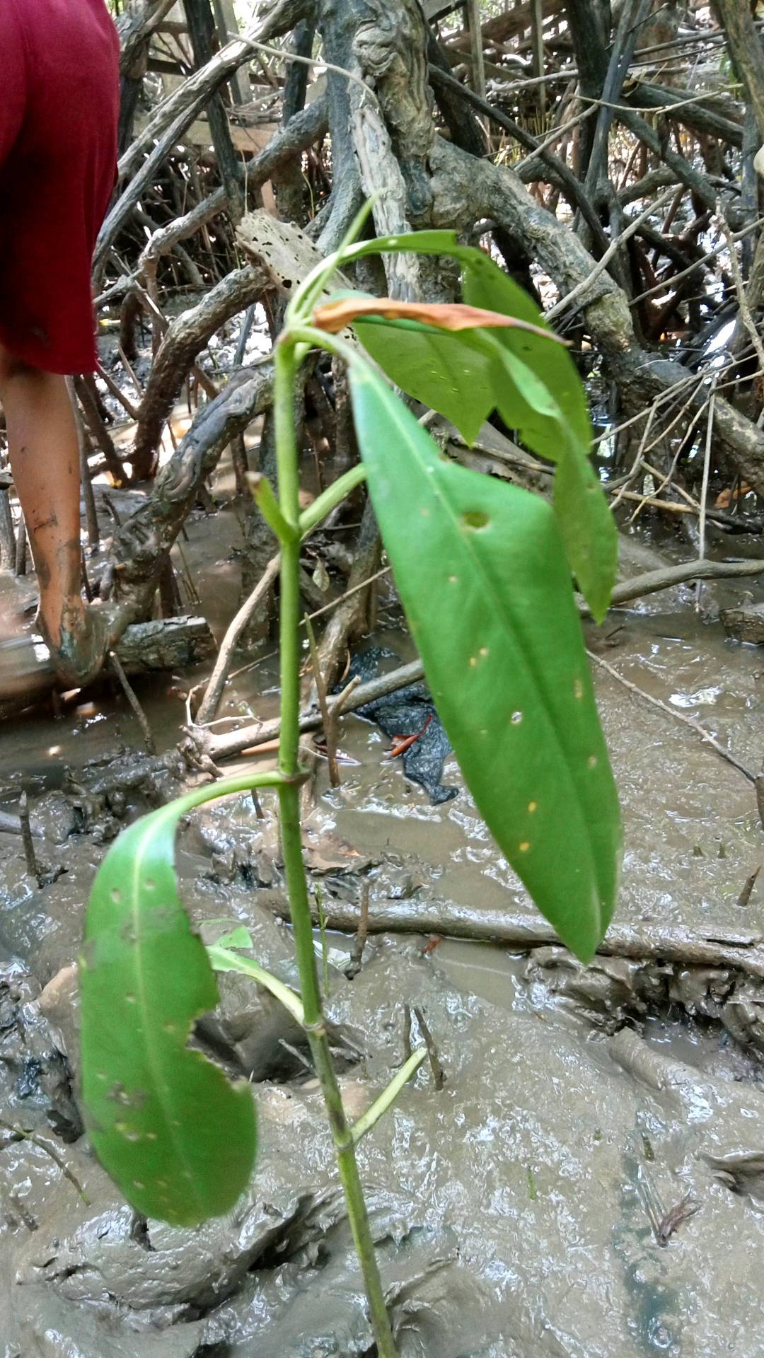 tree