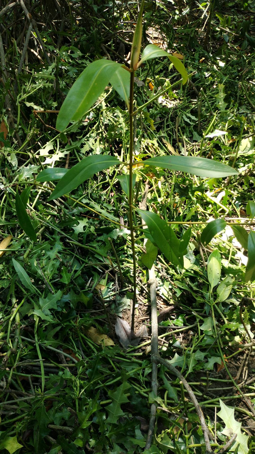 tree