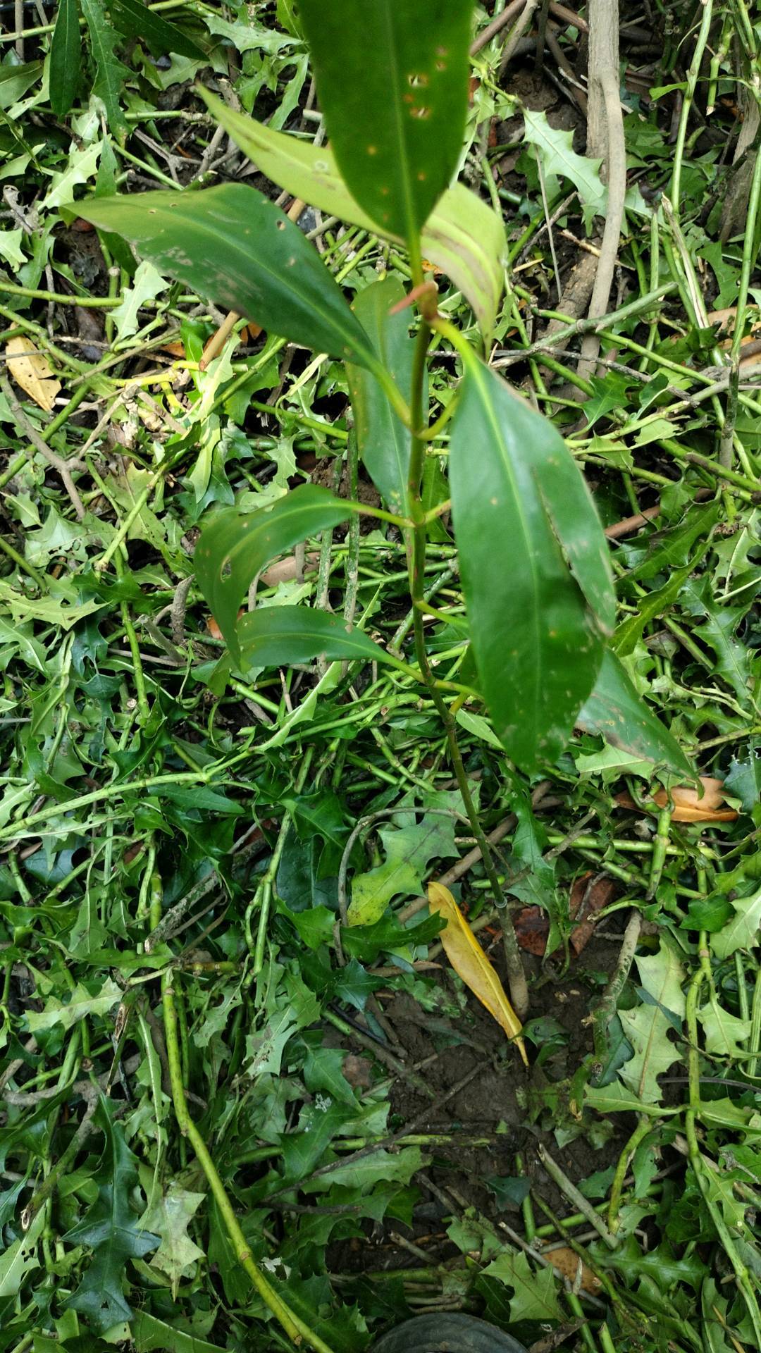 tree