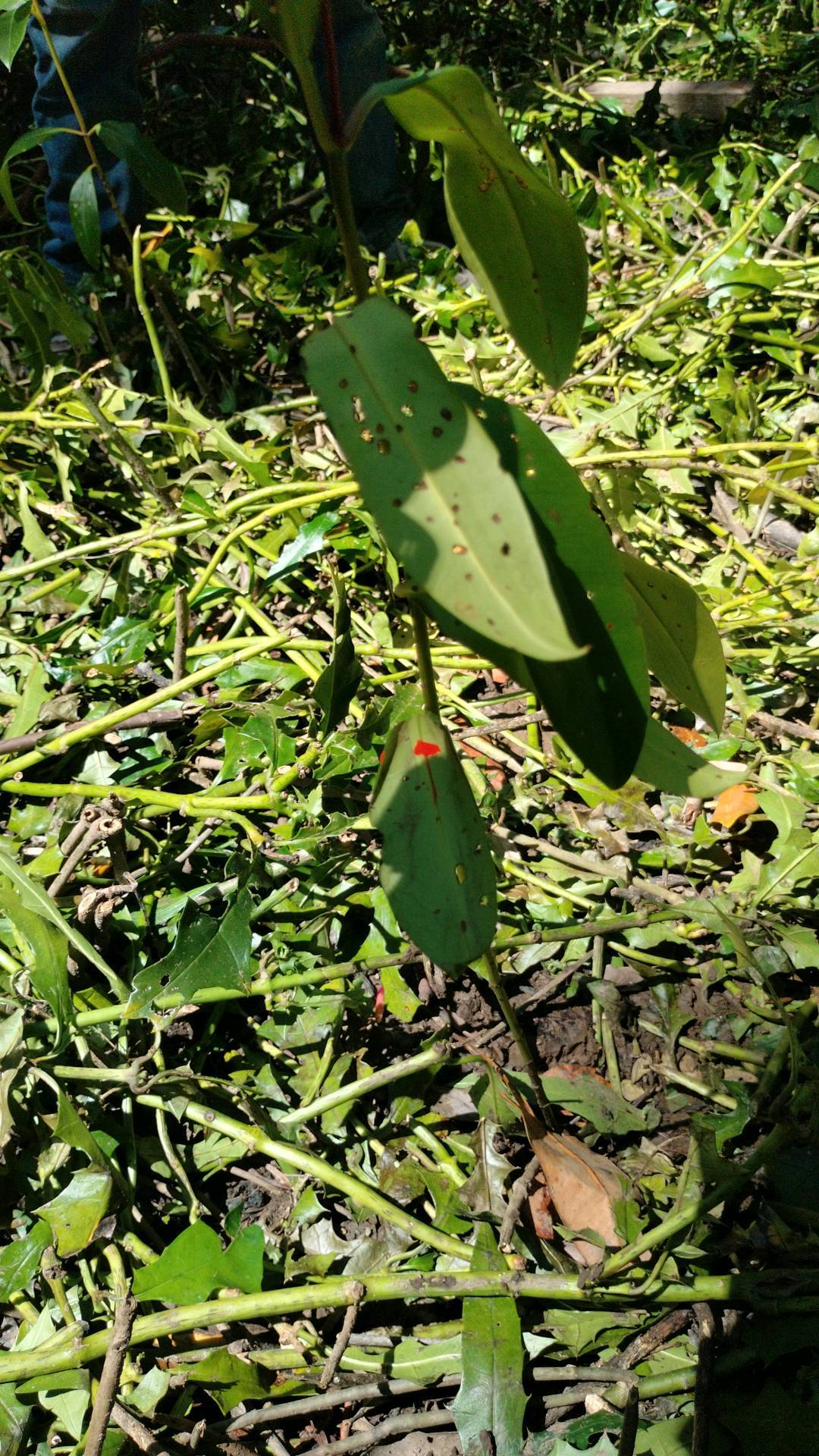 tree