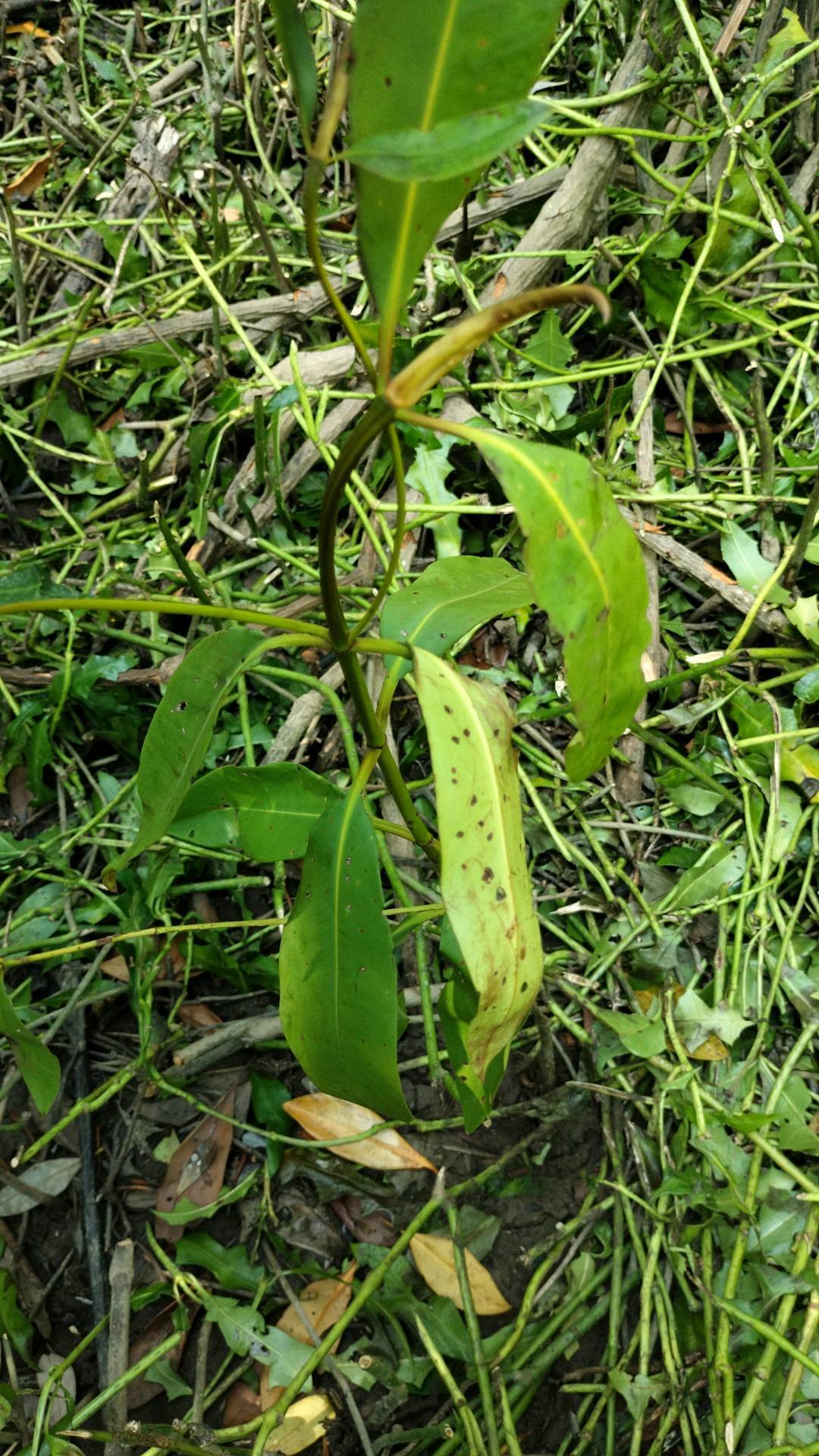 tree