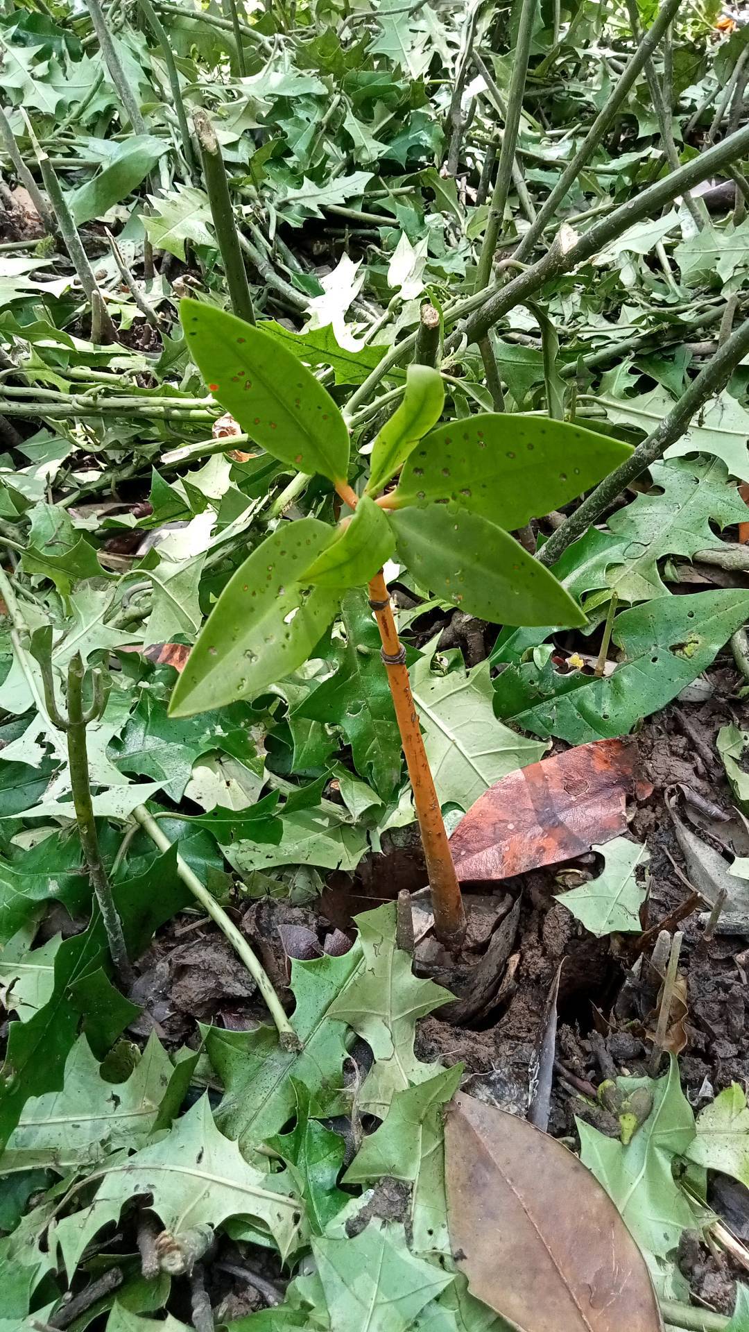 tree