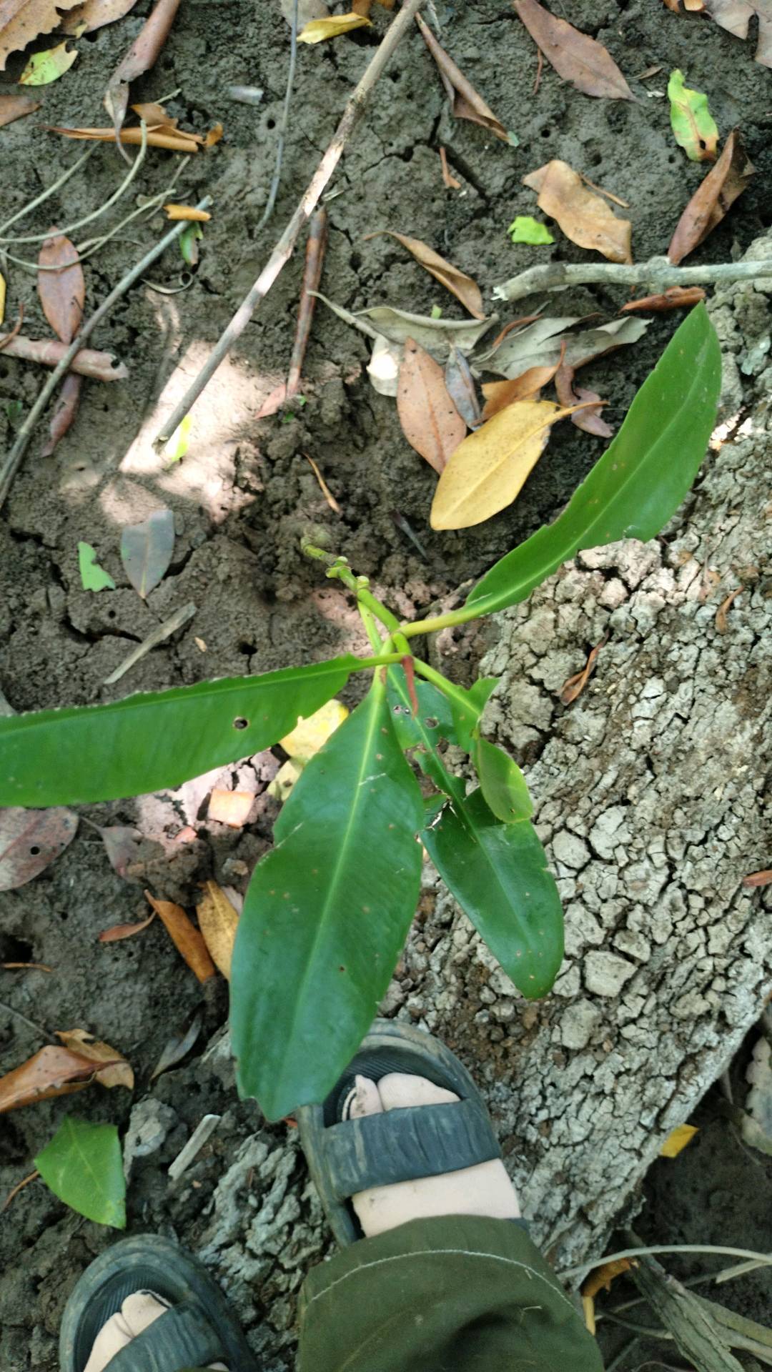 tree