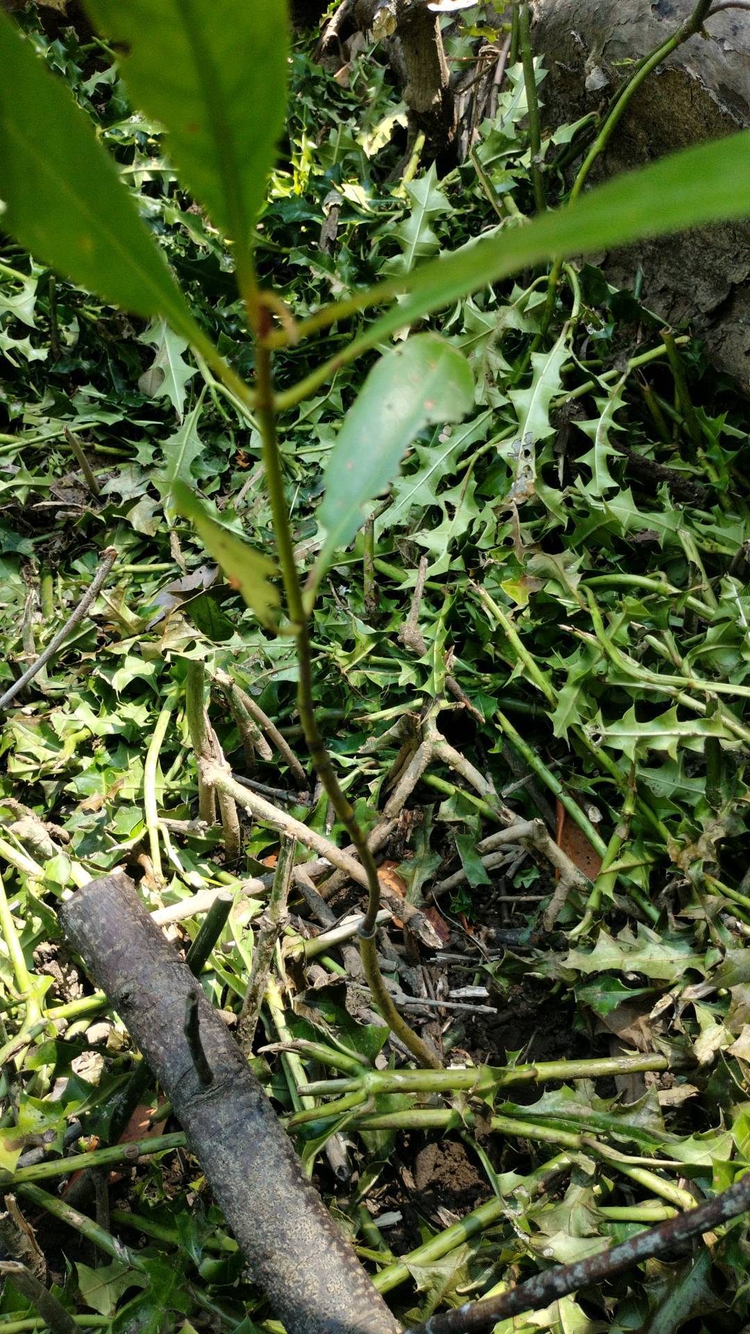 tree