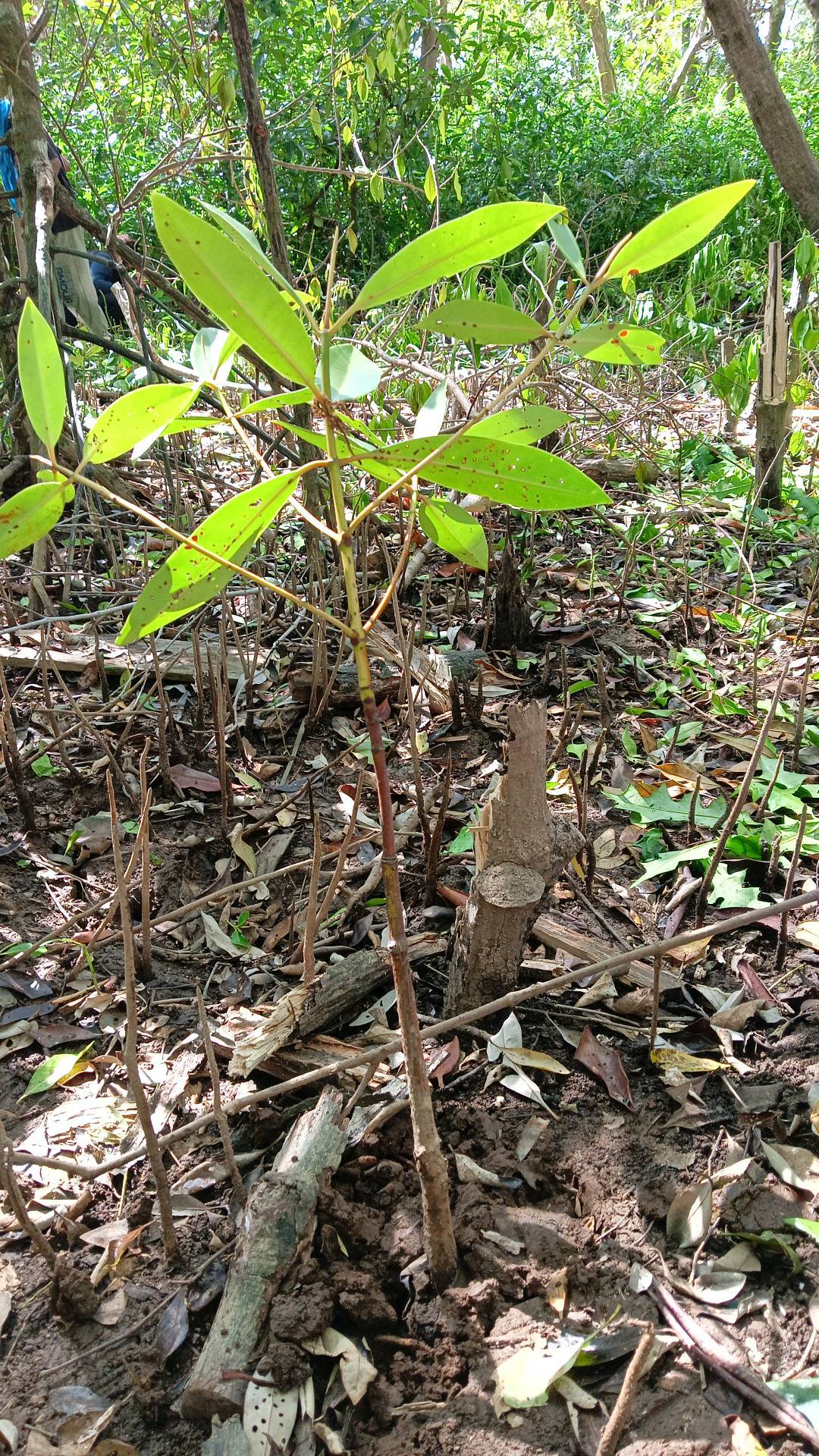 tree