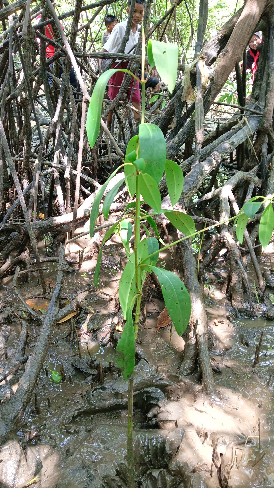 tree