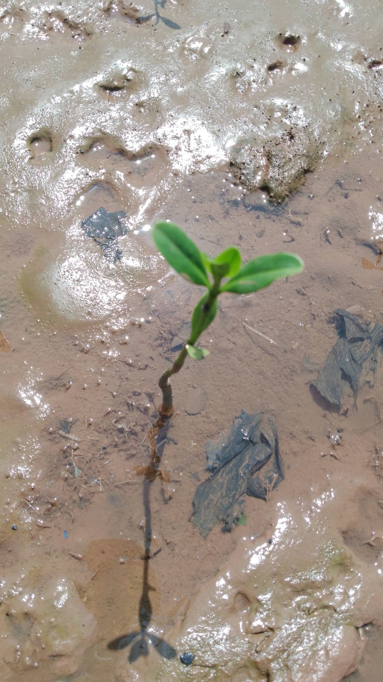 tree