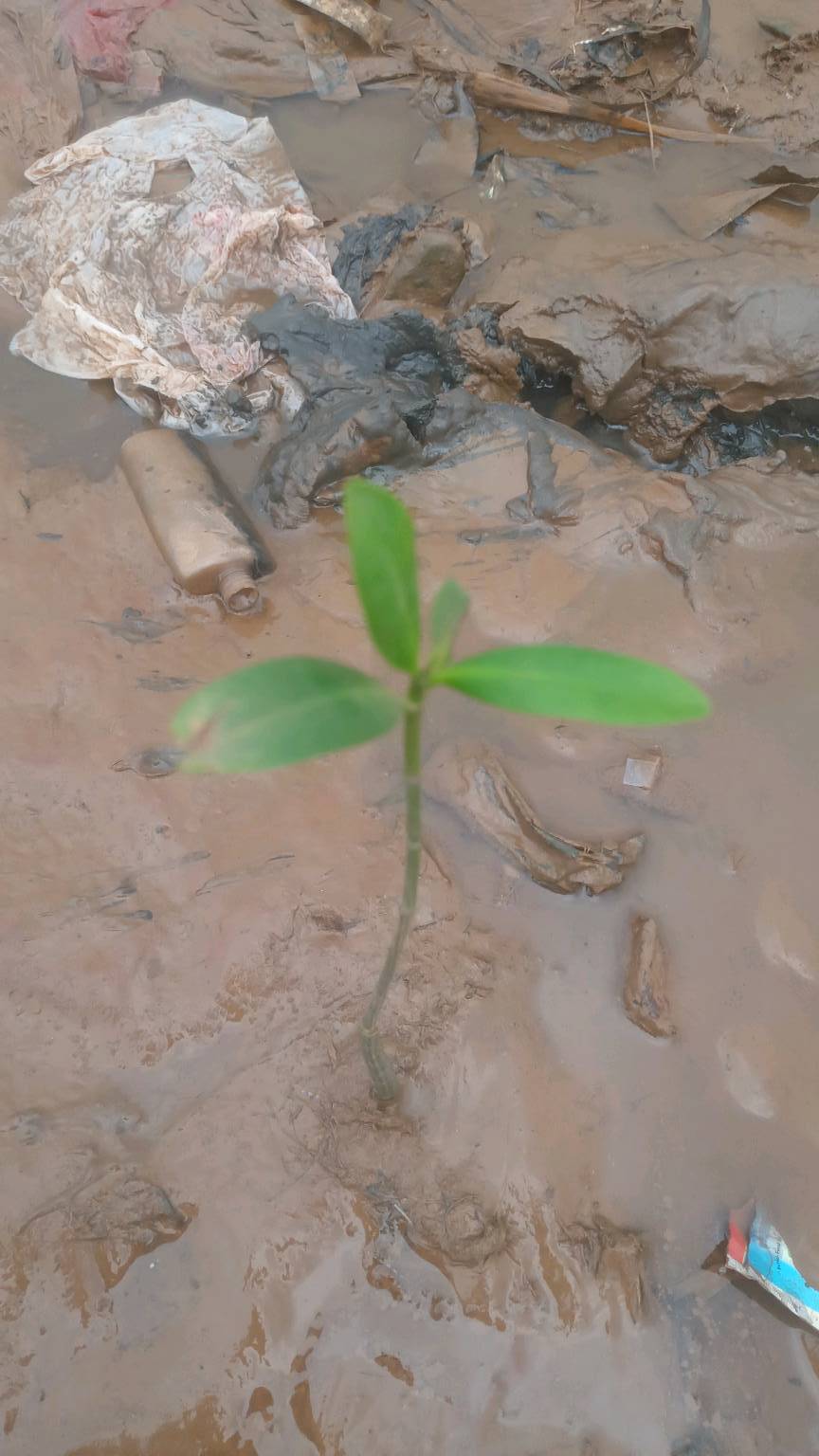 tree