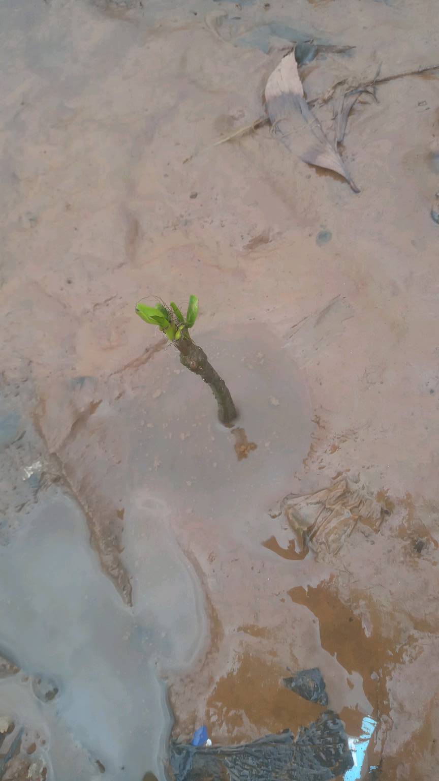 tree