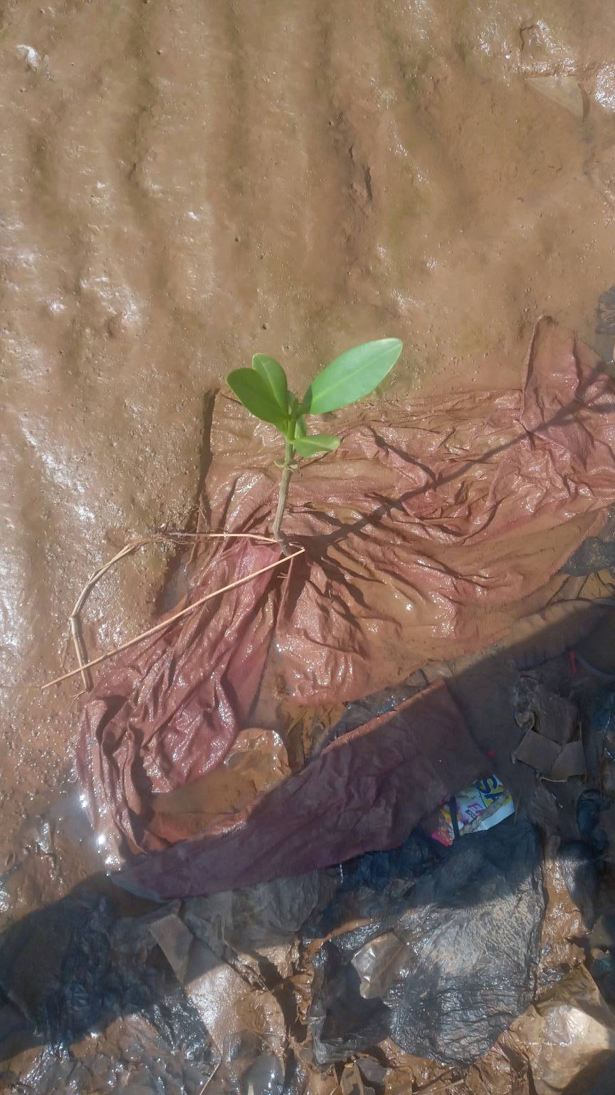 tree