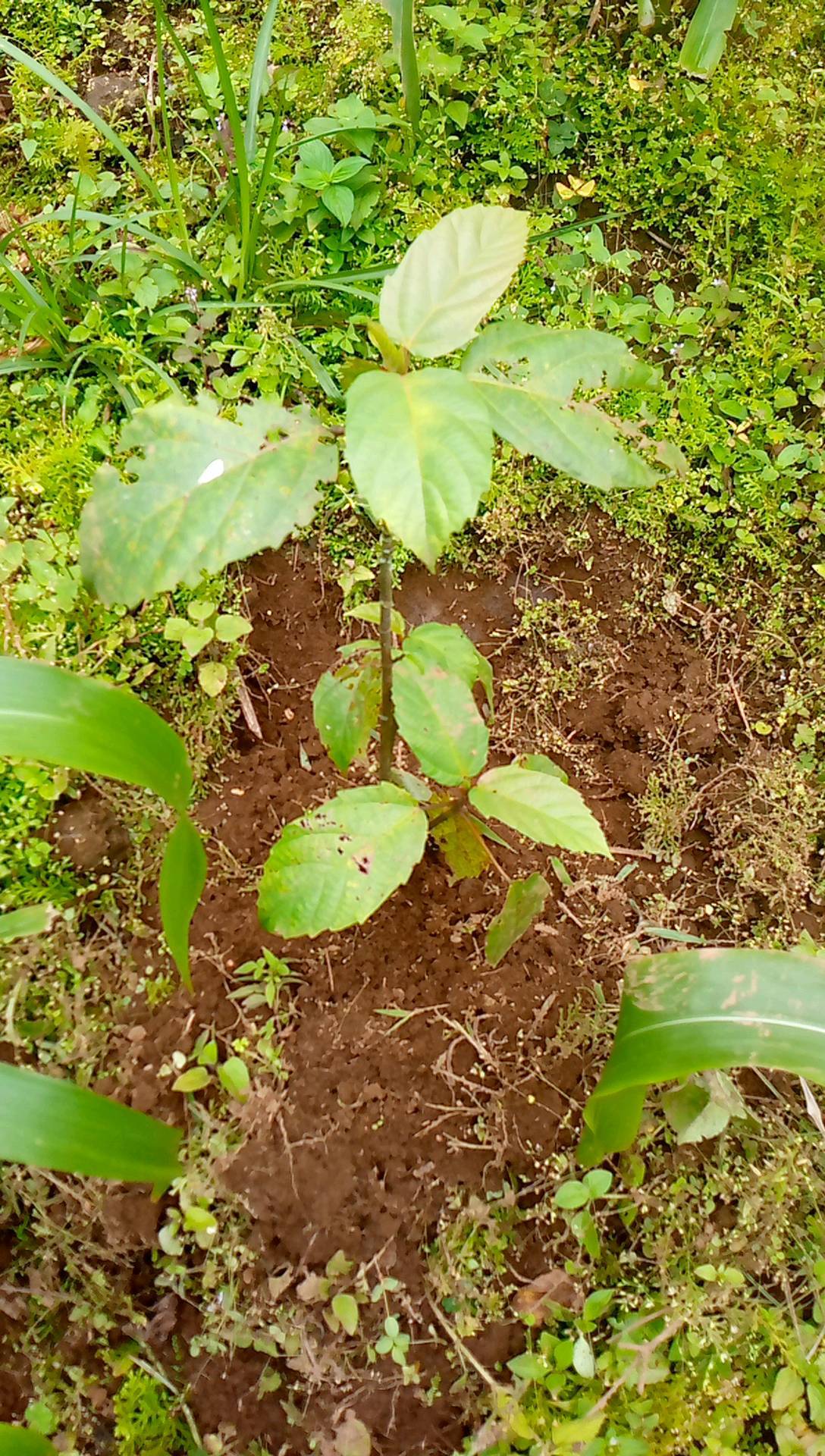 tree