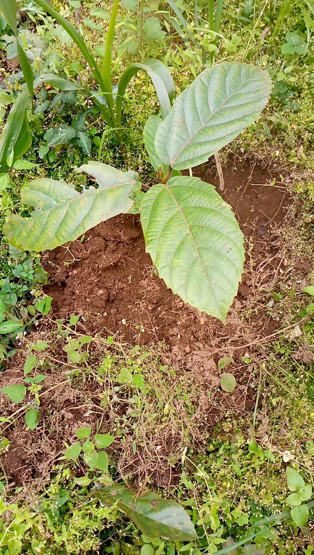 tree