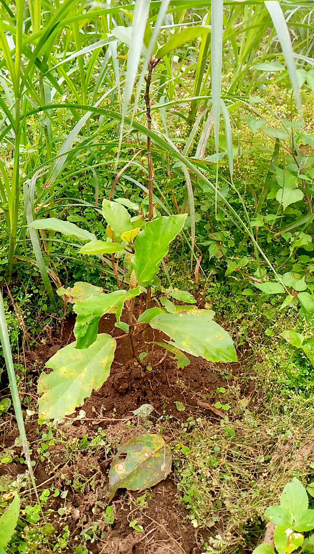 tree