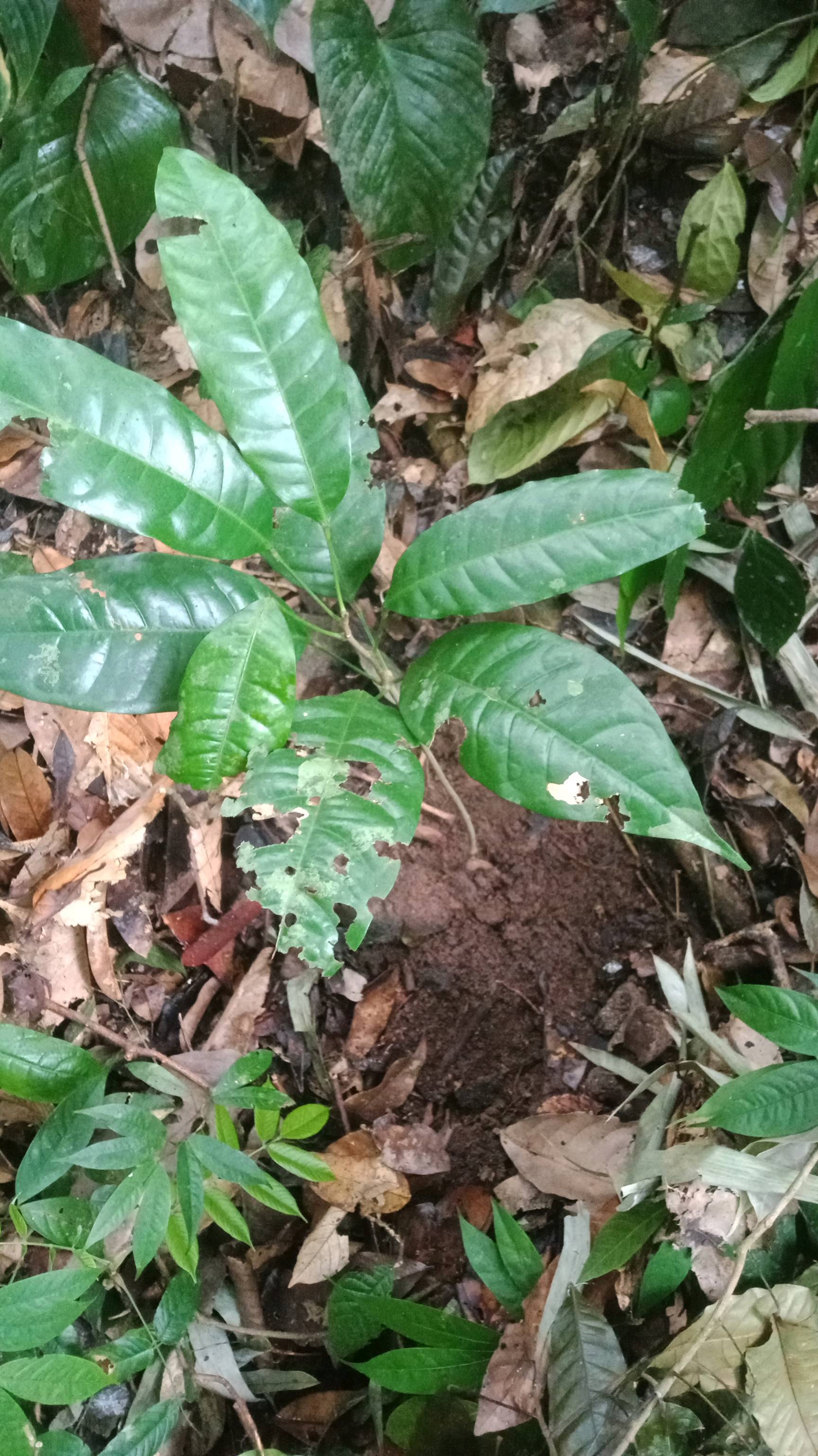 tree