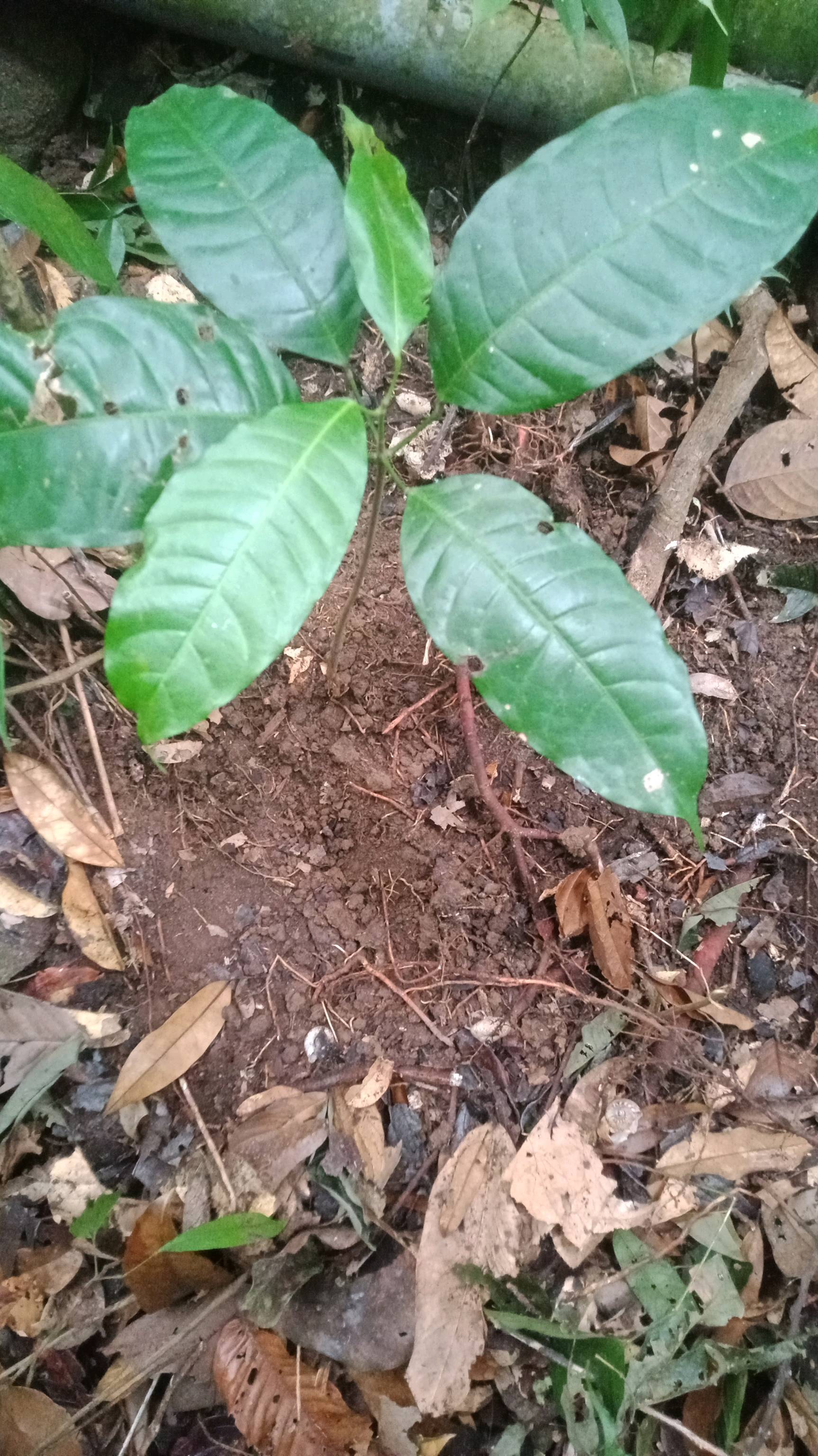 tree