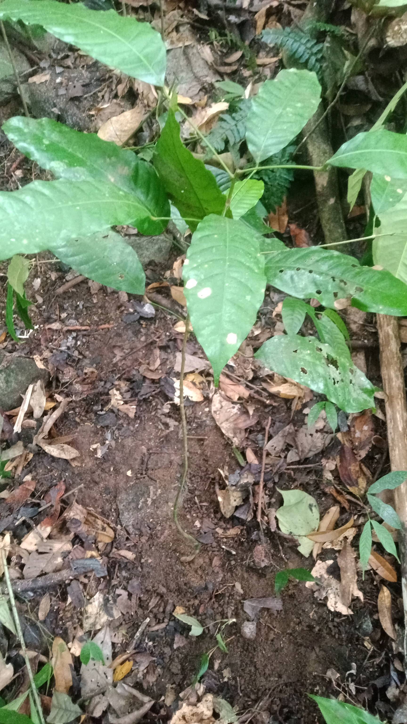 tree