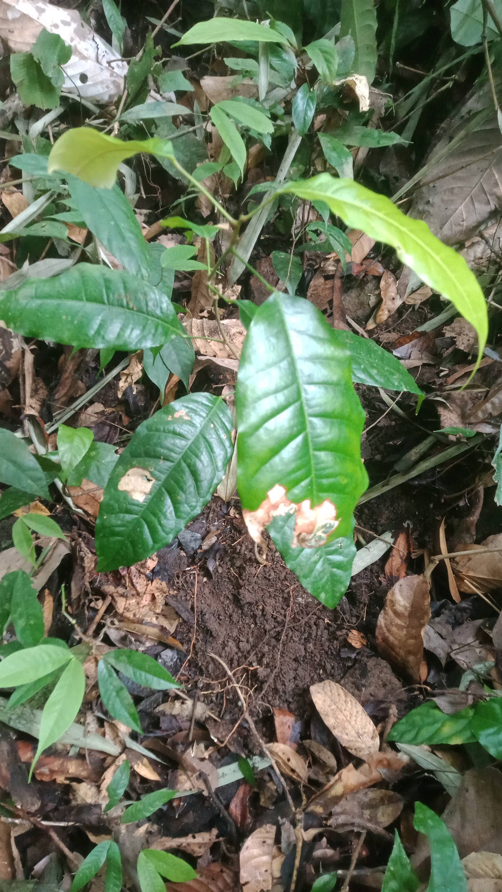tree