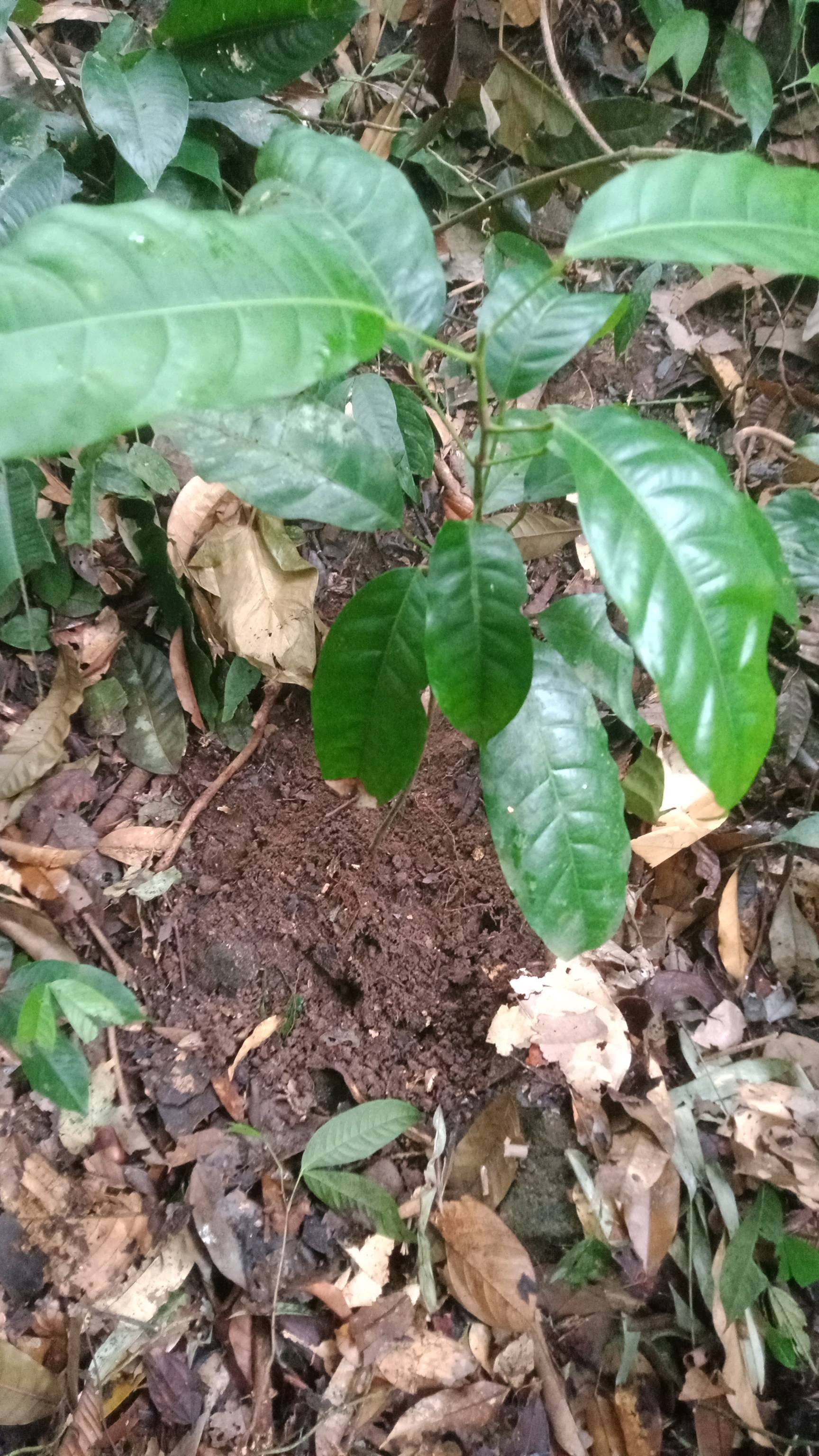 tree