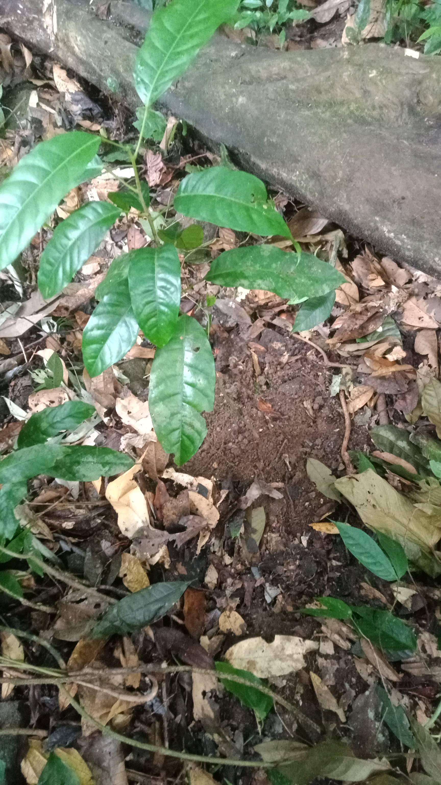 tree
