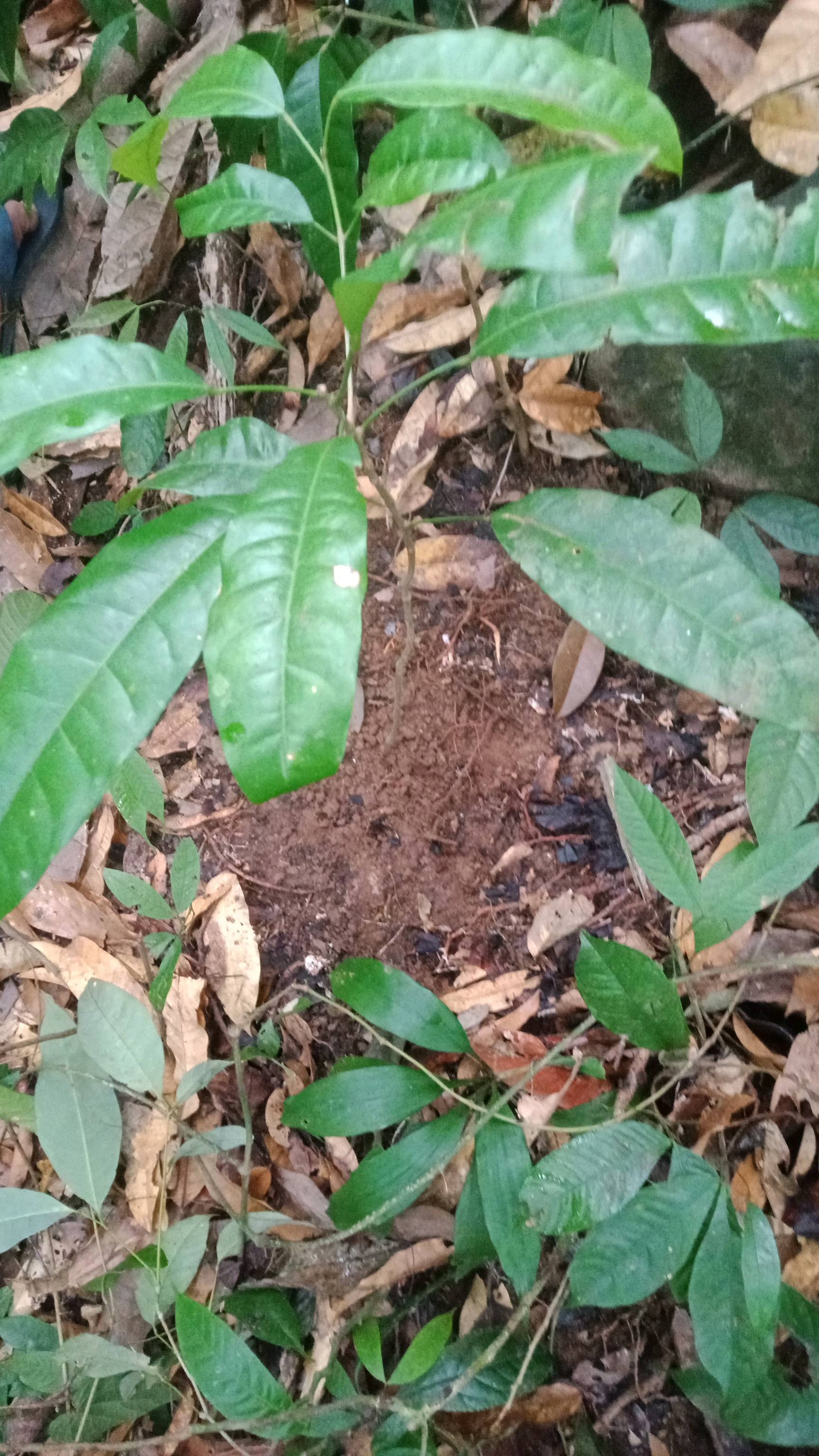 tree